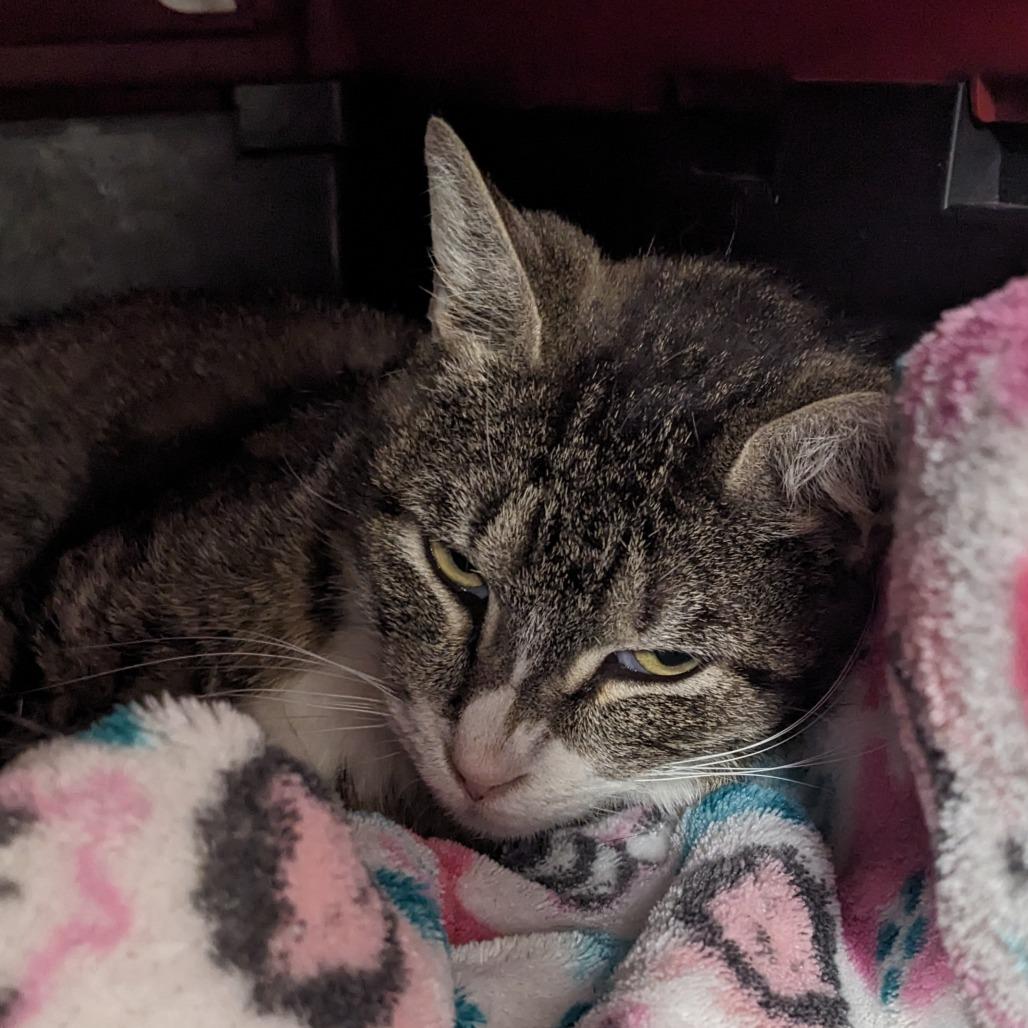 Arwen, Adoptable, Young Female Domestic Short Hair.