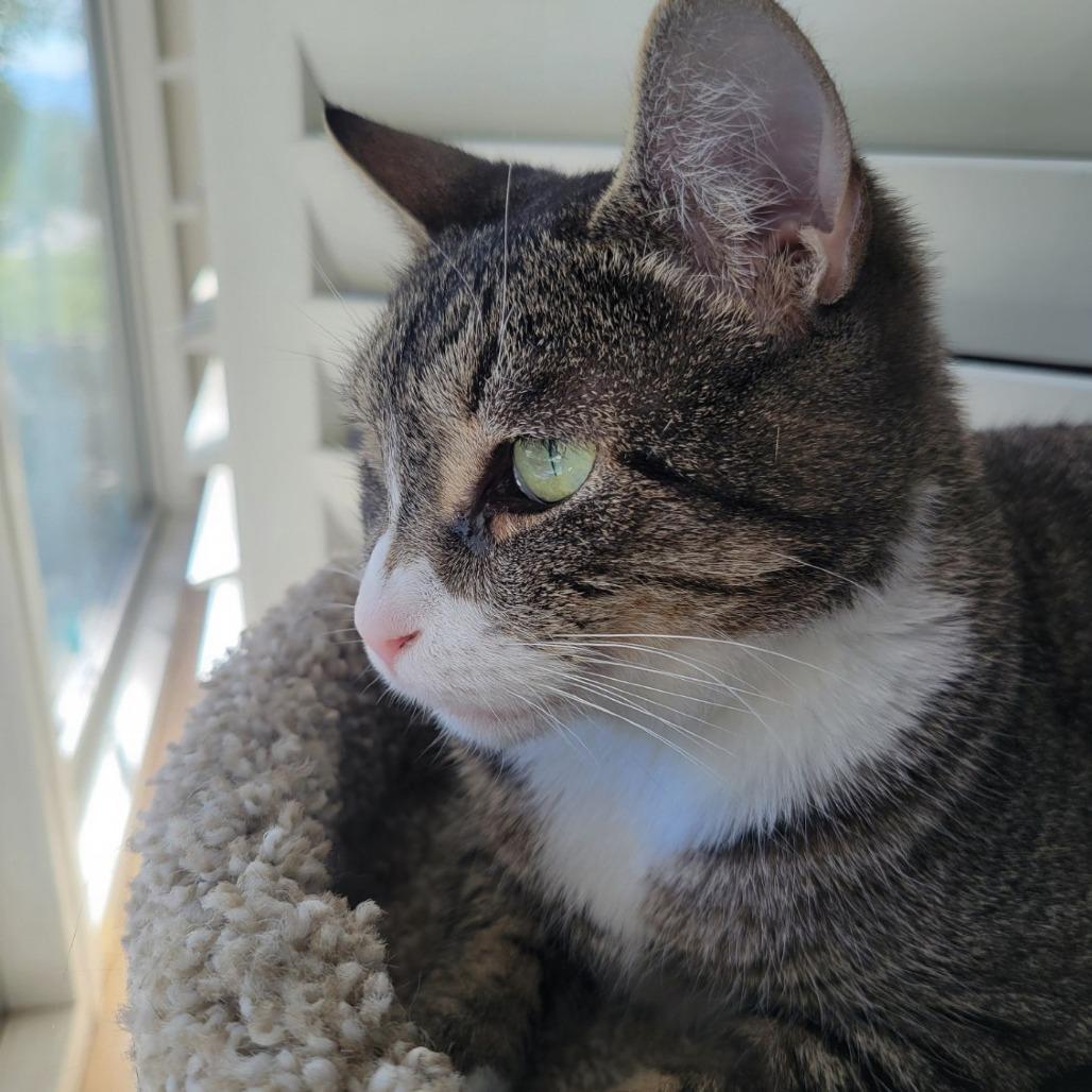 Arwen, Adoptable, Young Female Domestic Short Hair.