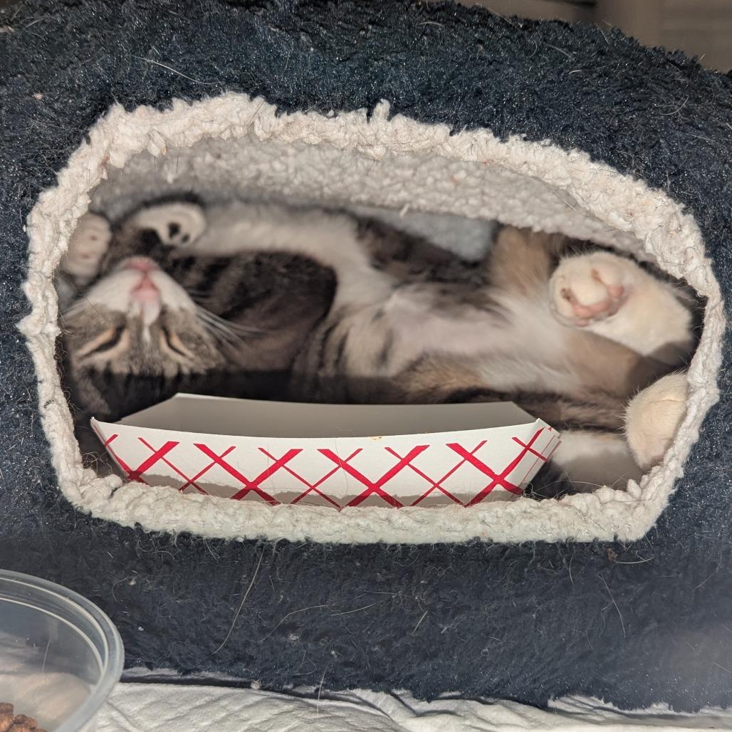 Arwen, a Adoptable Domestic Short Hair in Salt Lake City, UT image 2/2