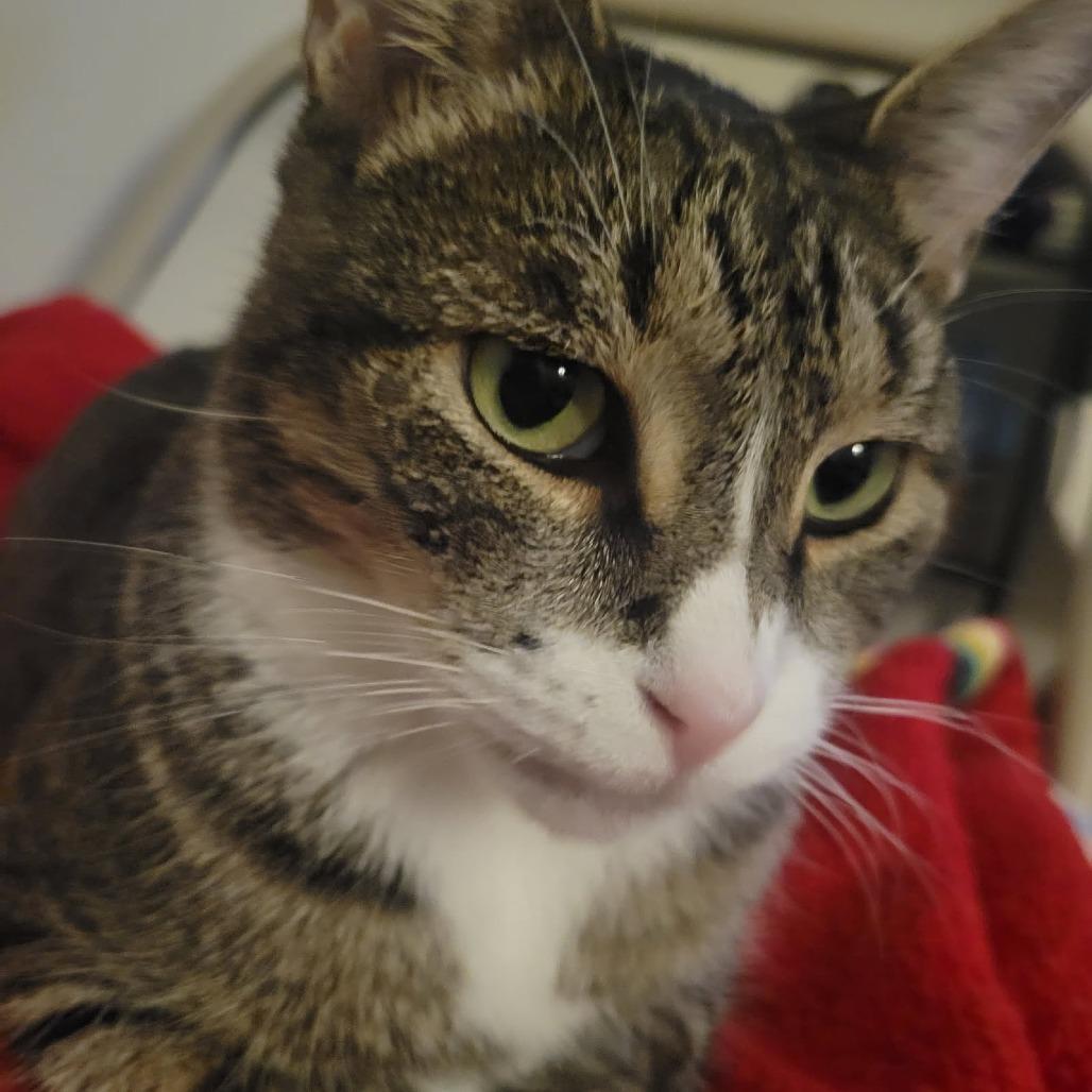 Enlarge Arwen, a Adoptable Domestic Short Hair in Salt Lake City, UT image 3/4