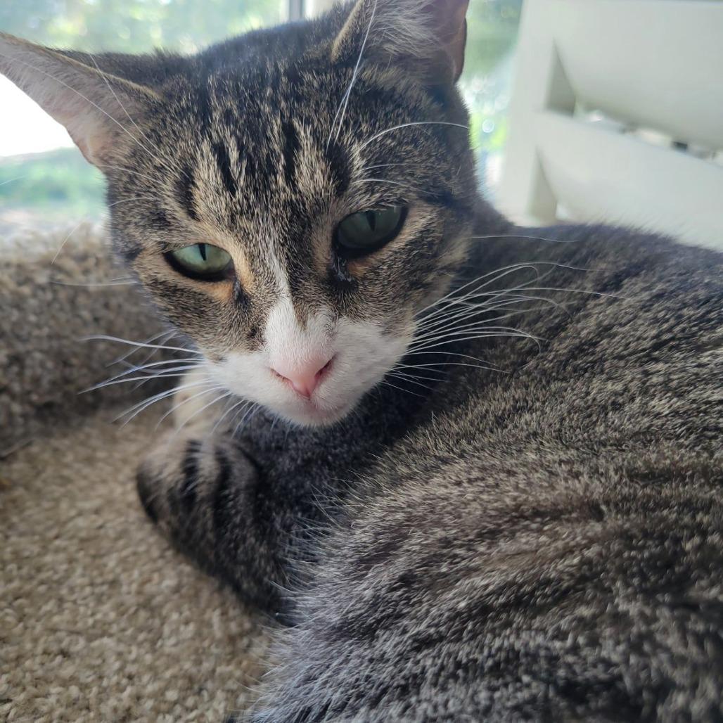 Enlarge Arwen, a Adoptable Domestic Short Hair in Salt Lake City, UT image 4/4