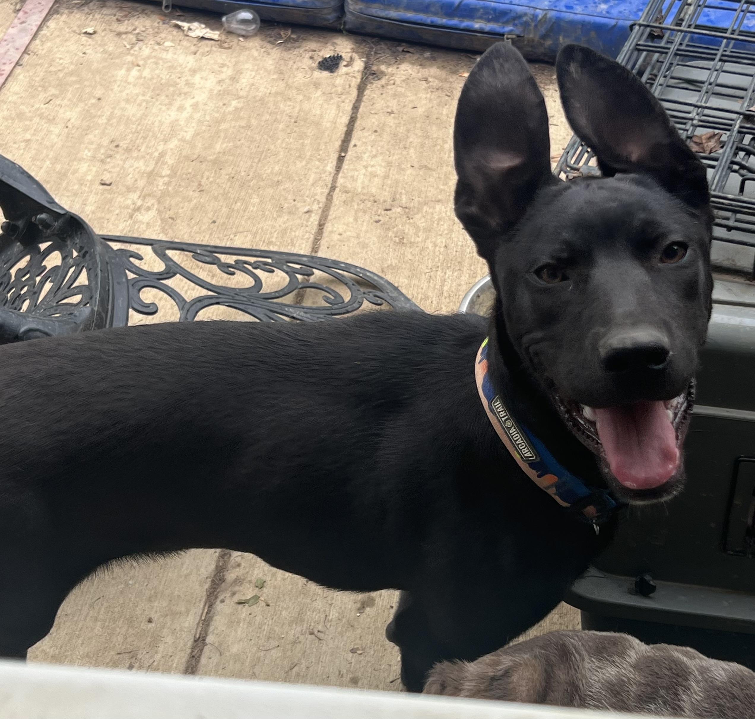 Pinot, a Adoptable mixed breed in Alexandria, VA image 6/6