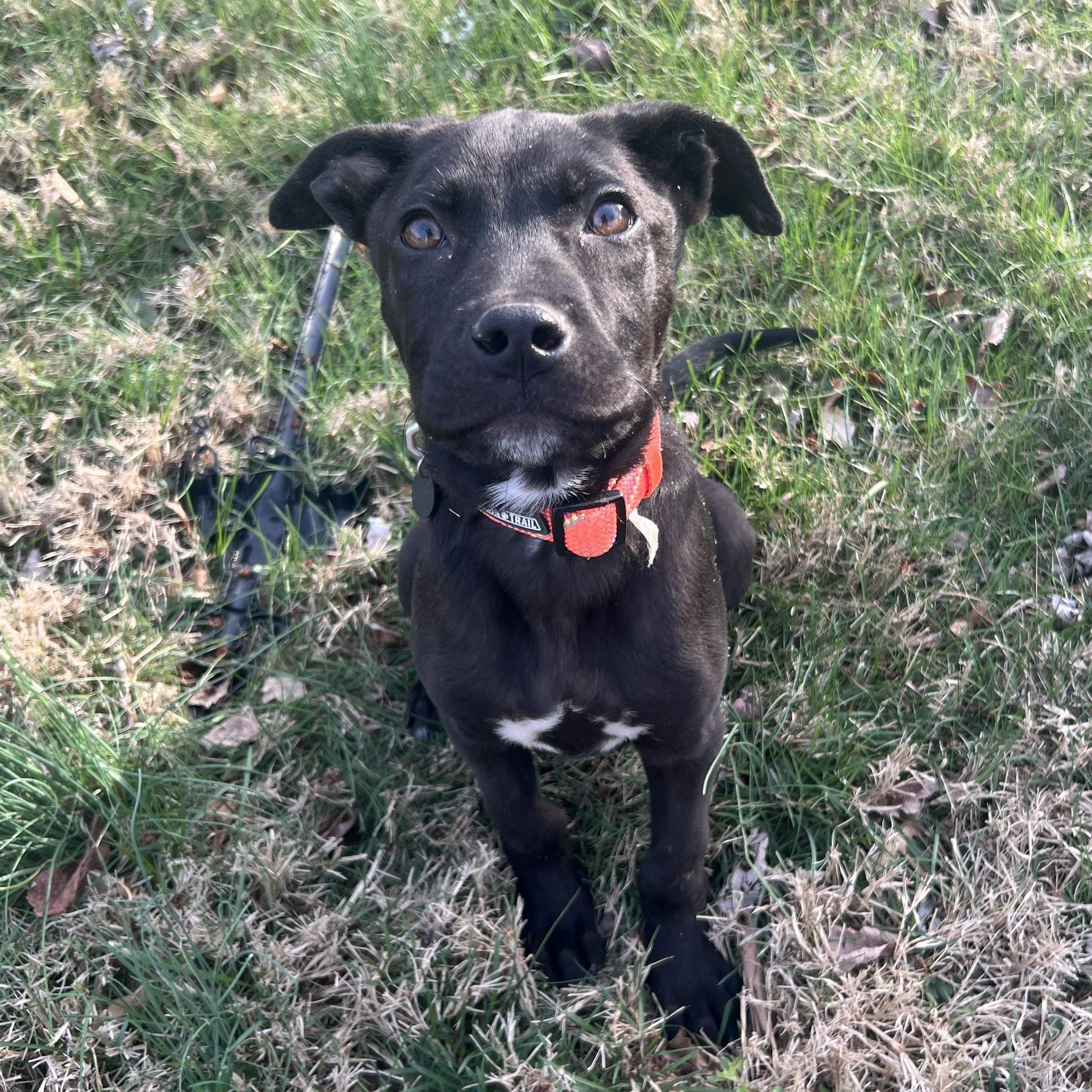 Enlarge Pinot, a Adoptable mixed breed in Alexandria, VA image 2/6