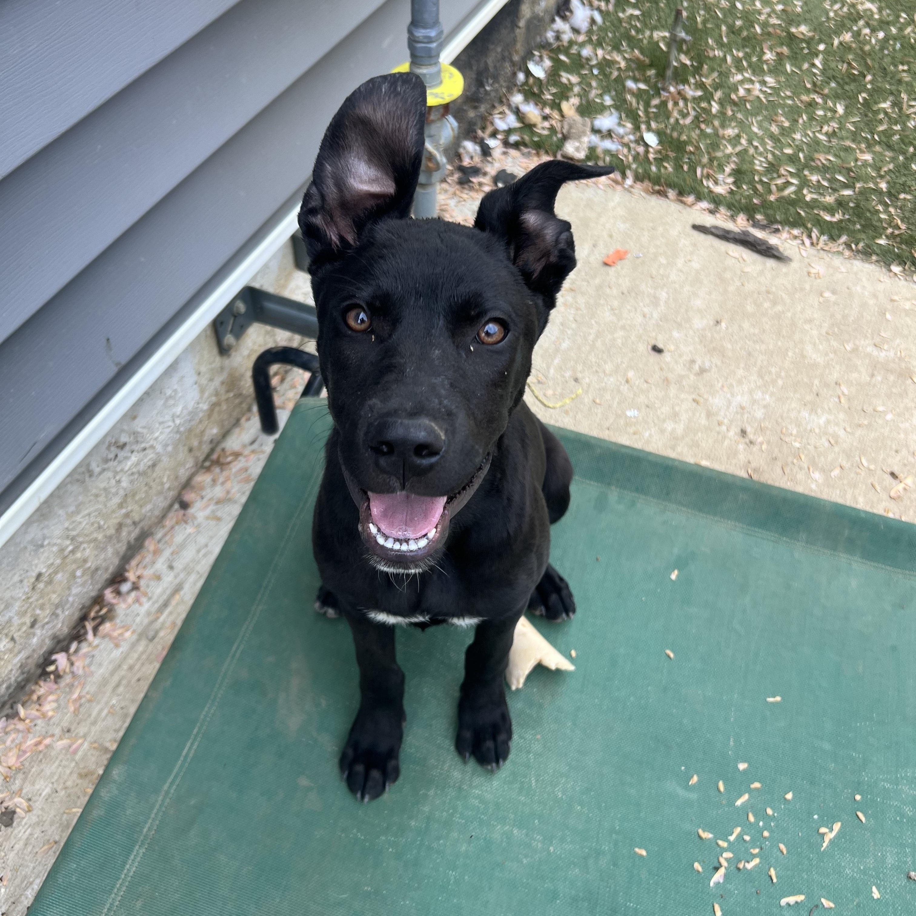 Enlarge Pinot, a Adoptable mixed breed in Alexandria, VA image 1/6