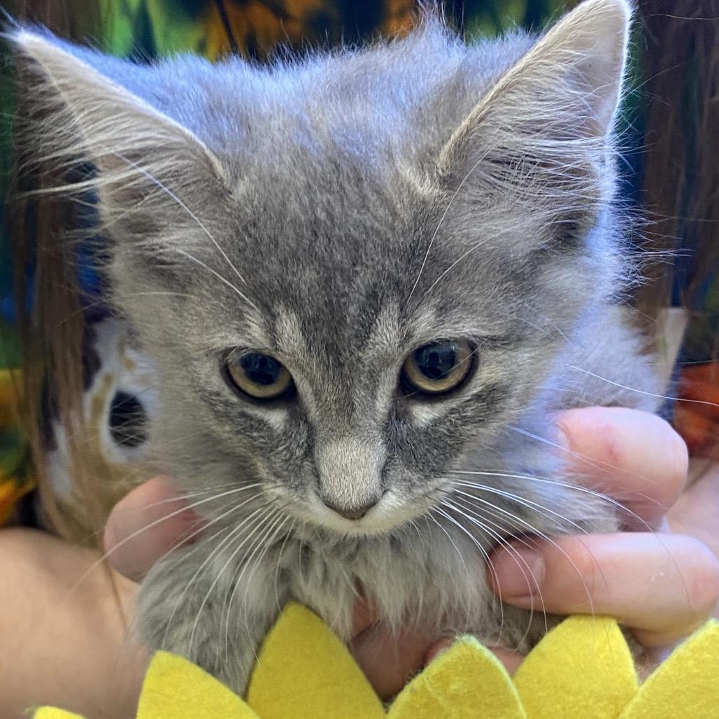 Enlarge Kesha, a Adoptable Domestic Medium Hair in Sonoma, CA image 1/3