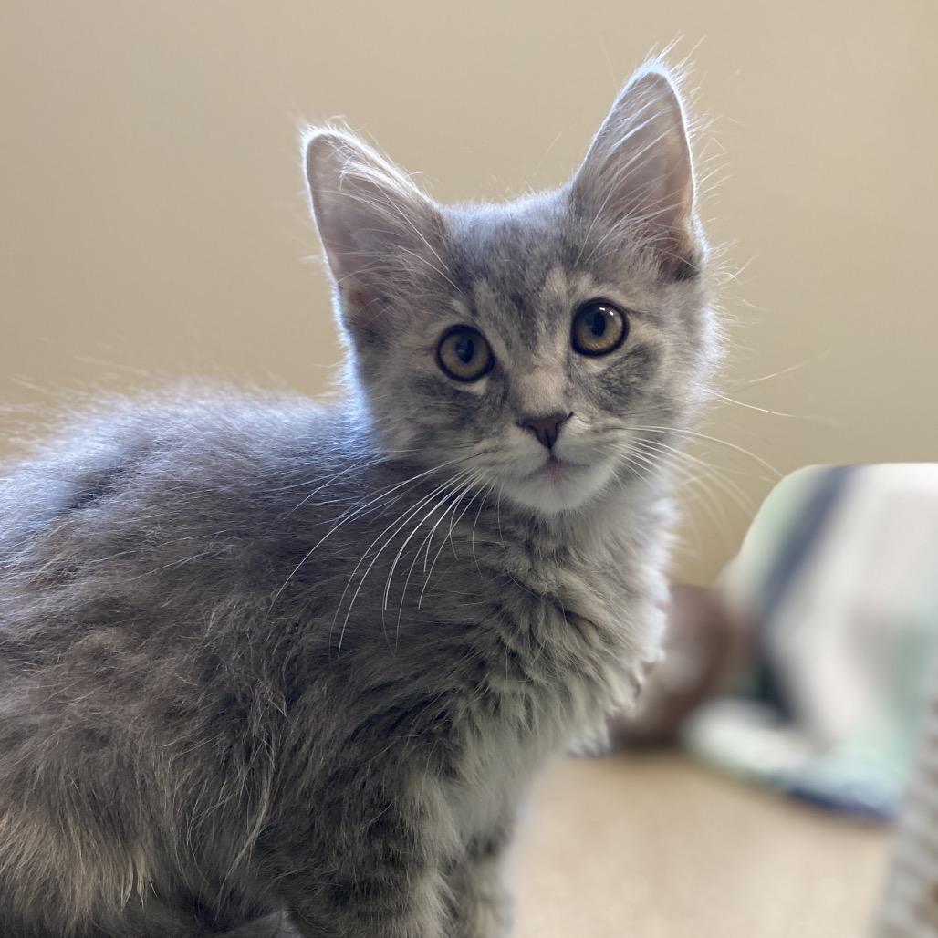 Enlarge Kesha, a Adoptable Domestic Medium Hair in Sonoma, CA image 2/3