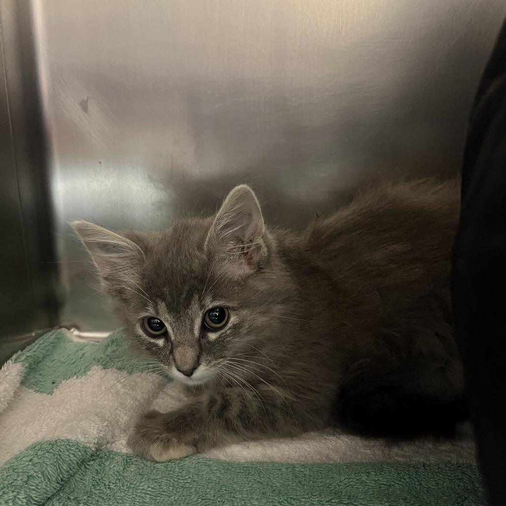 Enlarge Kesha, a Adoptable Domestic Medium Hair in Sonoma, CA image 3/3