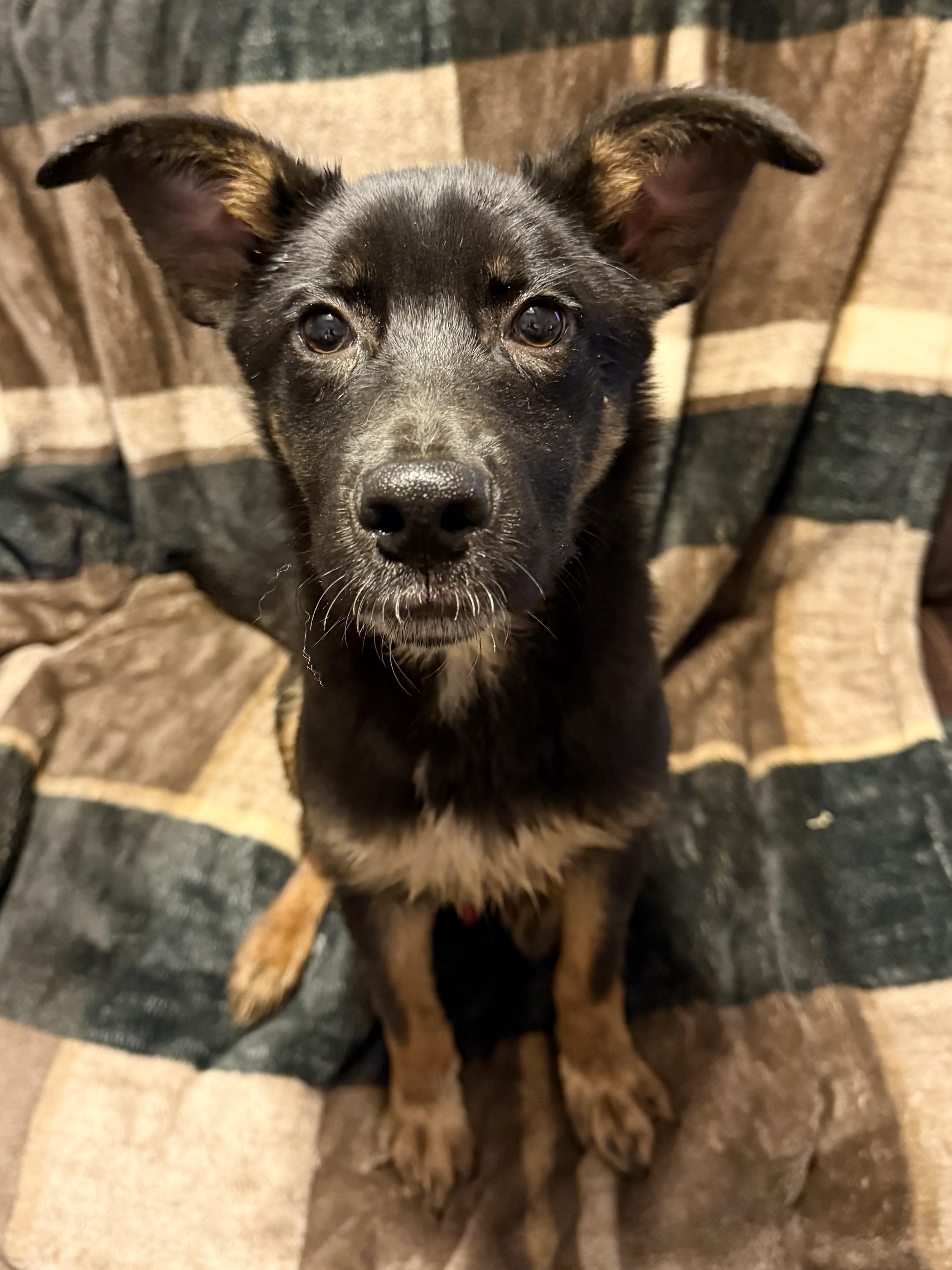 Bruno, a Adoptable mixed breed in Jefferson City , MO image 2/4