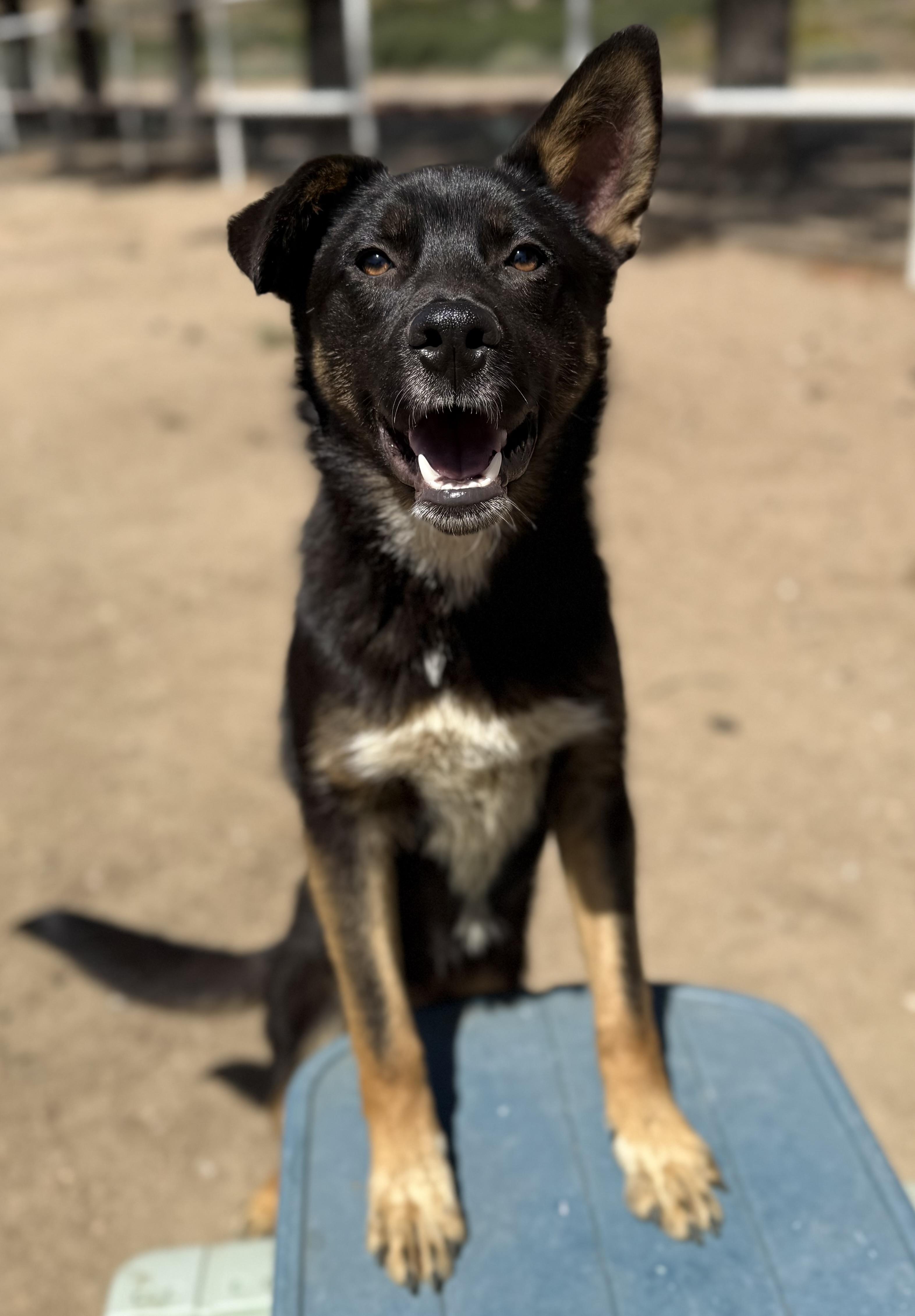 Enlarge Bruno, a Adoptable mixed breed in Portland , OR image 1/5