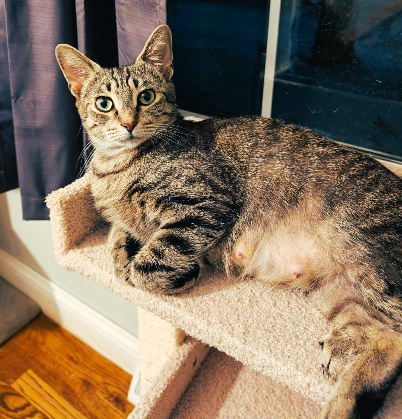 Gilrean, a ADOPTABLE Domestic Short Hair in Lexington, KY image 2/4