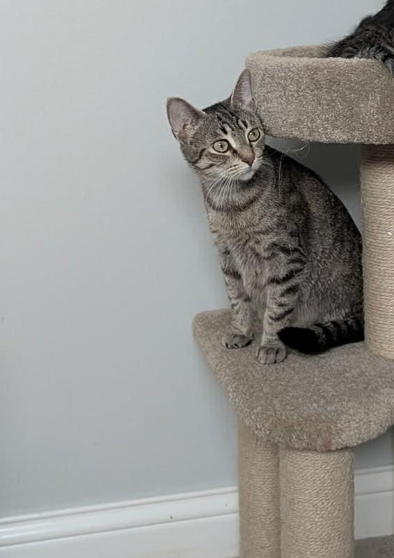 Gilrean, a ADOPTABLE Domestic Short Hair in Lexington, KY image 3/4