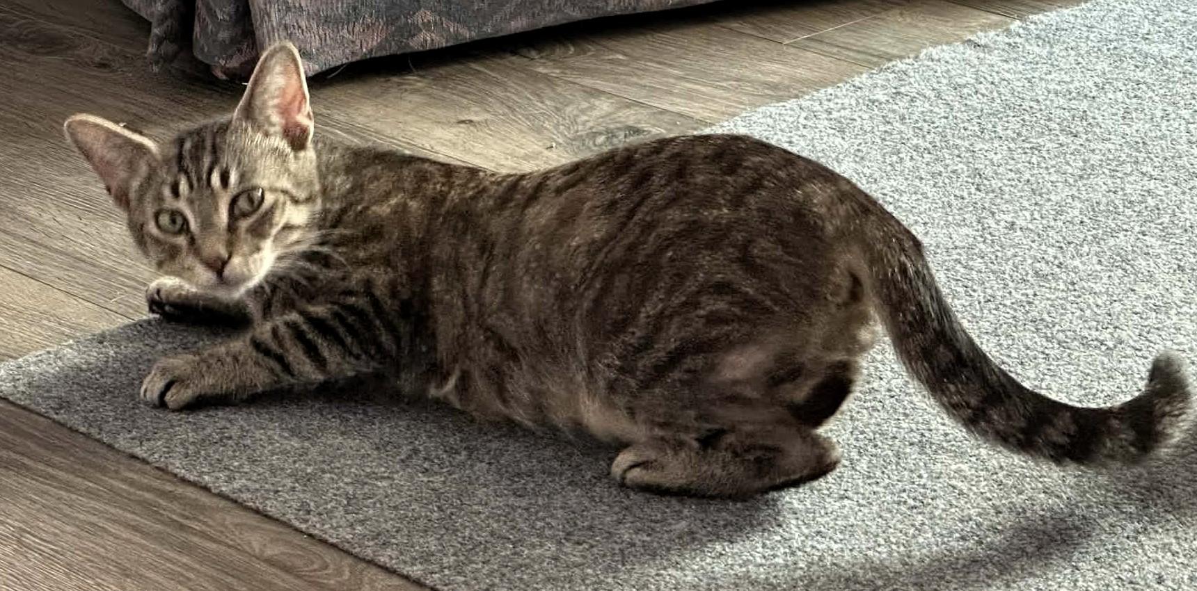 Gilrean, a ADOPTABLE Domestic Short Hair in Lexington, KY image 4/4