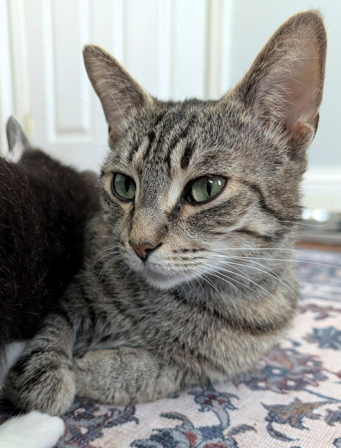 Gilrean, ADOPTABLE, Adult Female Domestic Short Hair.