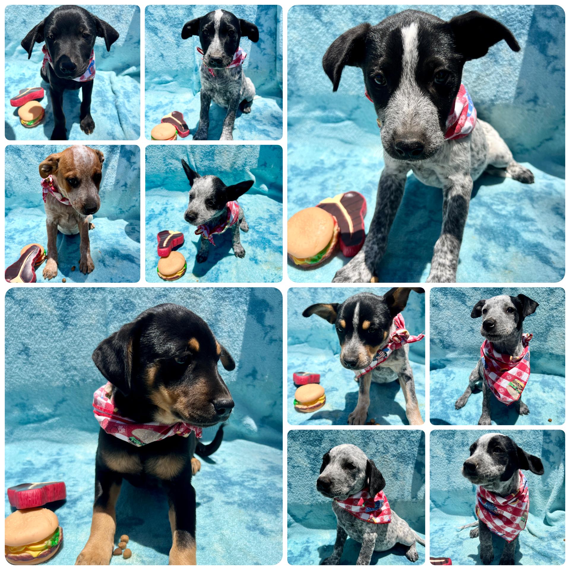 Enlarge Lyndy, an adopted mixed breed in Saint George, UT image 5/5