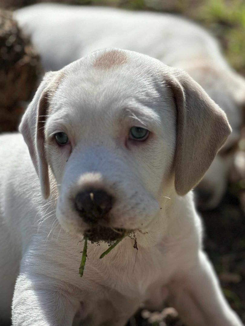 Female puppy, Adopted, Puppy Female Labrador Retriever & Beagle.