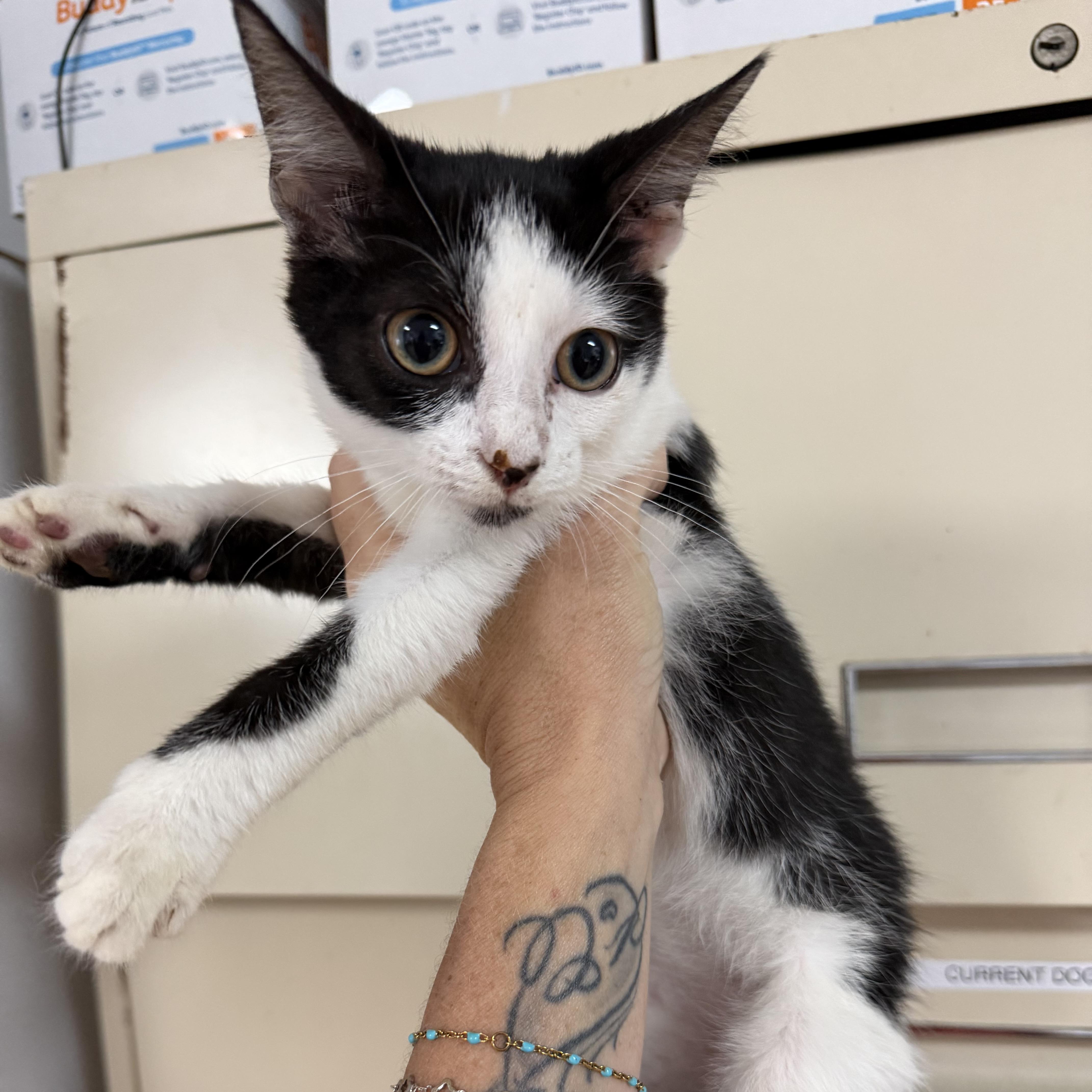 Enlarge Moonflower, a Adoptable mixed breed in Smithtown, NY image 2/4