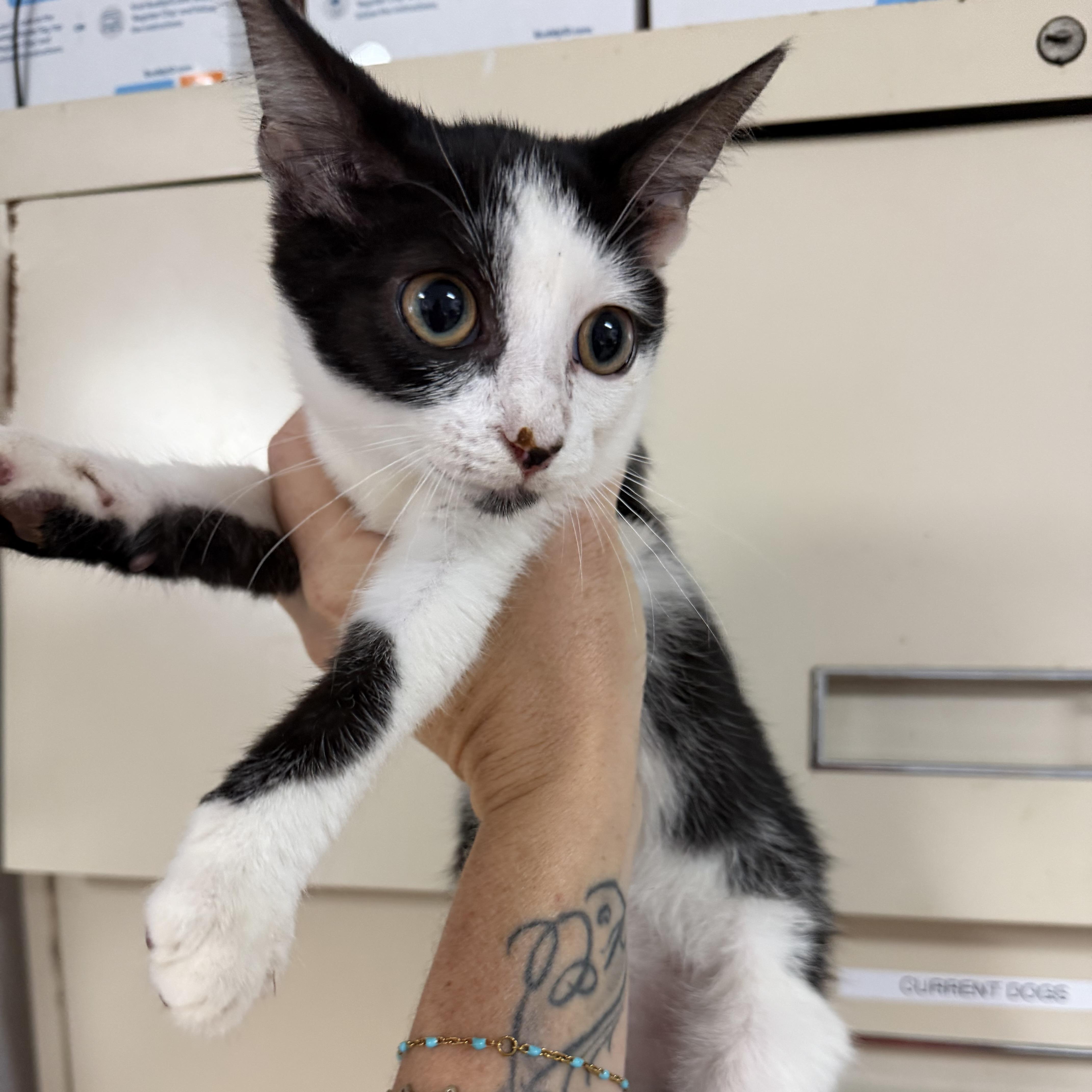 Enlarge Moonflower, a Adoptable mixed breed in Smithtown, NY image 3/4