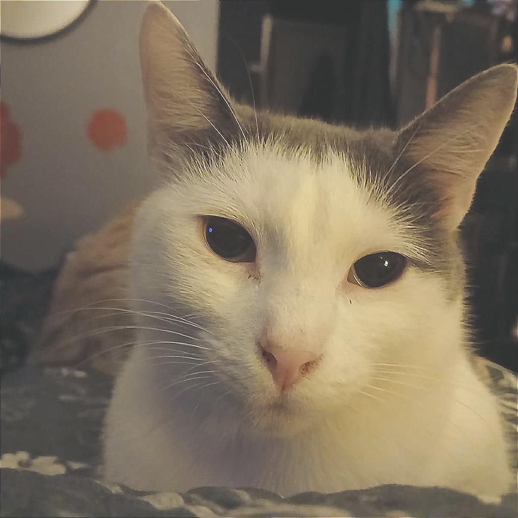 Enlarge Janine Mewnitz, a Adoptable Domestic Short Hair in Winchester, VA image 2/3