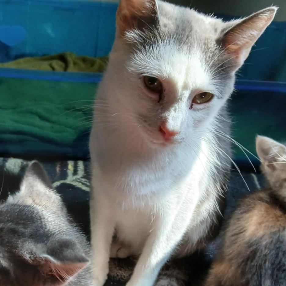 Enlarge Janine Mewnitz, a Adoptable Domestic Short Hair in Winchester, VA image 3/3