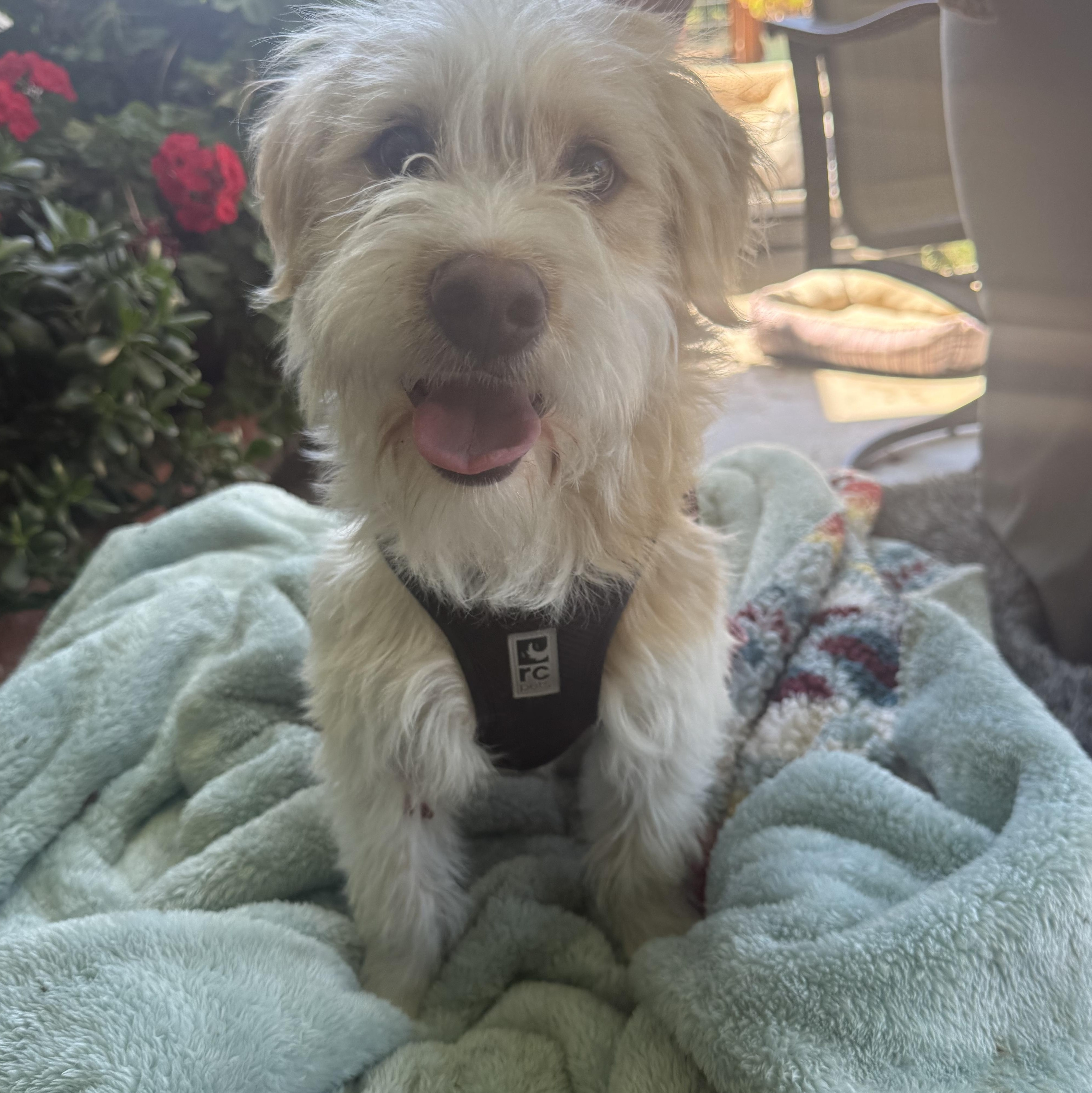 Scottie, a ADOPTABLE mixed breed in modesto, CA image 5/6