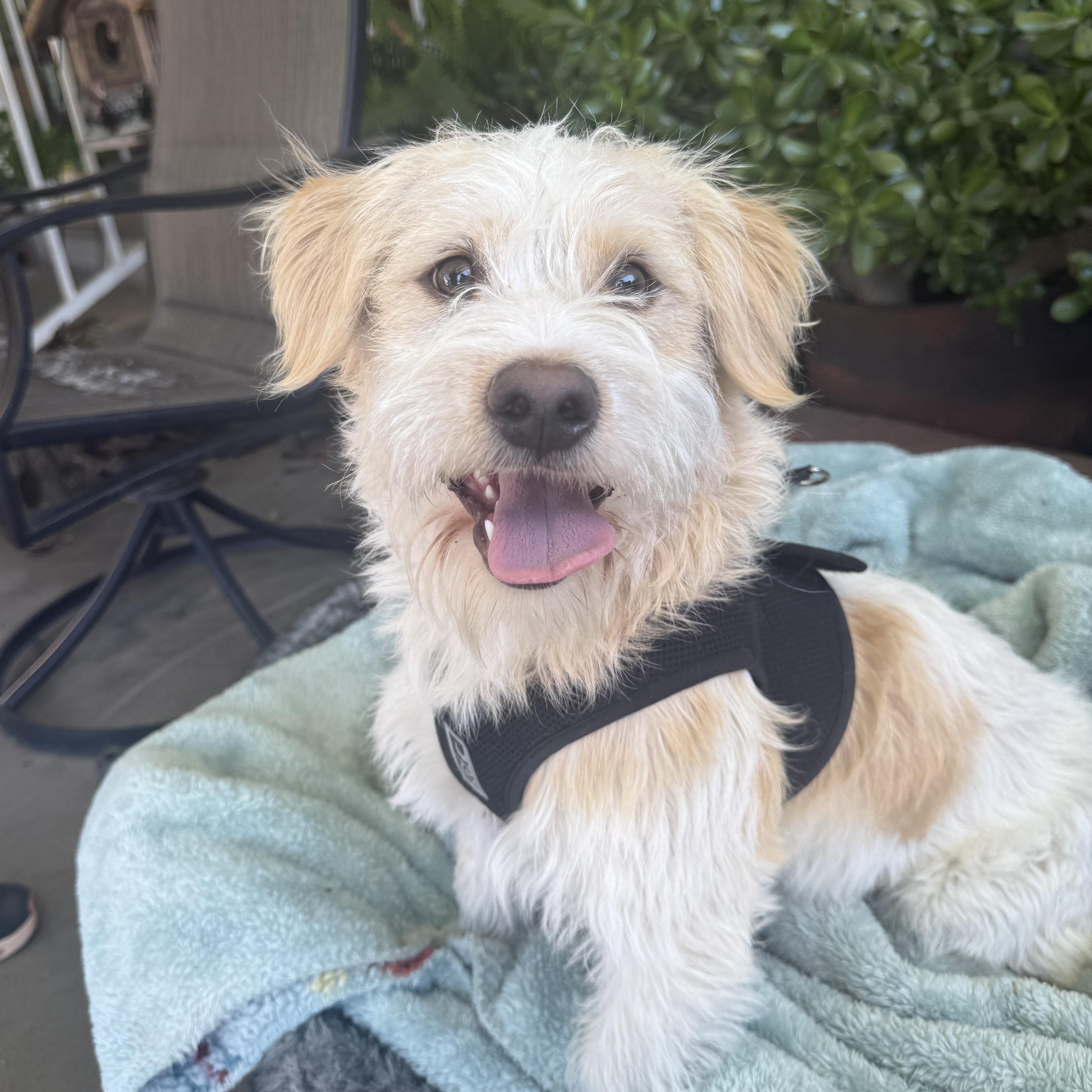 Scottie, a ADOPTABLE mixed breed in modesto, CA image 1/6