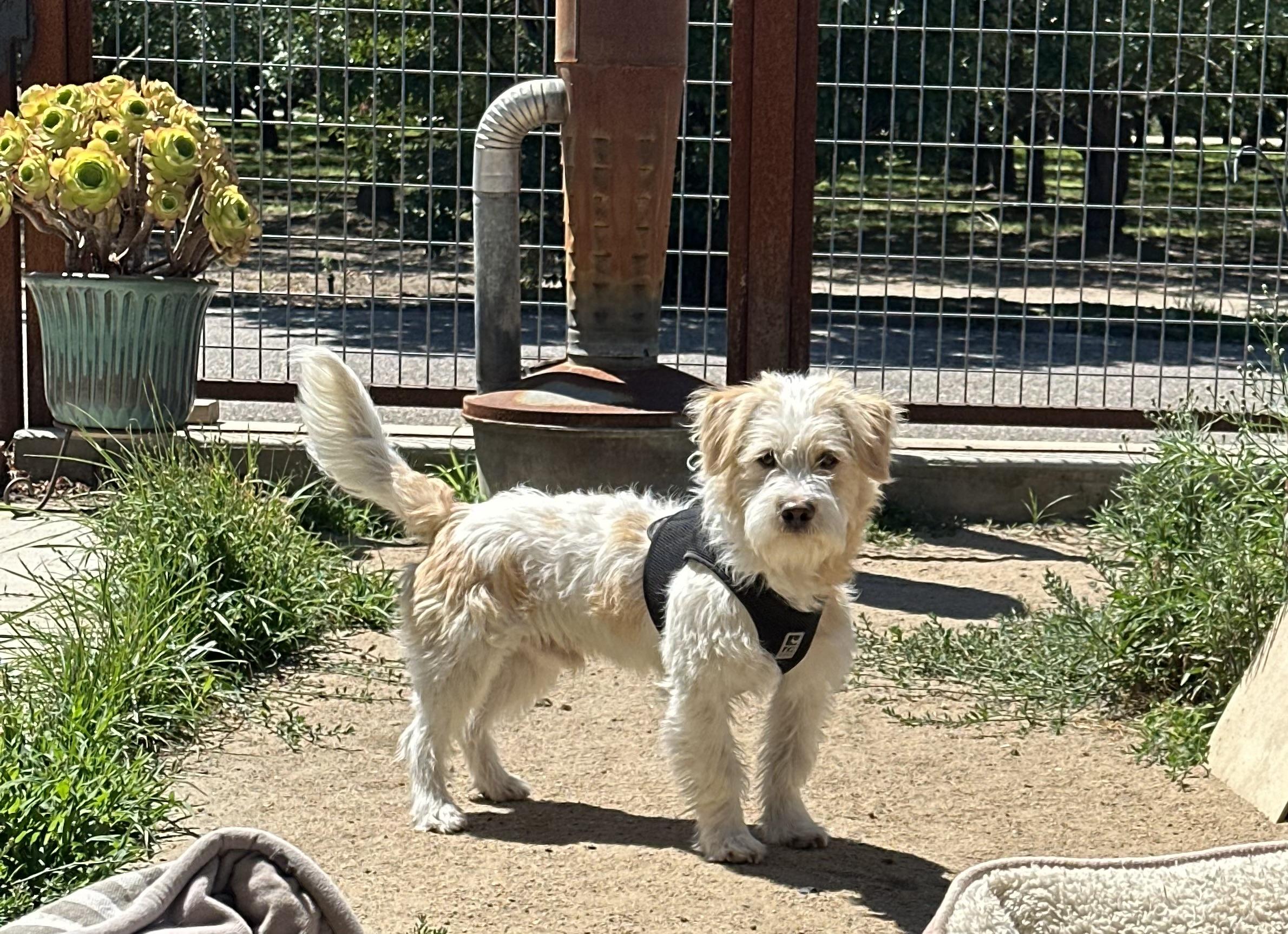 Scottie, a ADOPTABLE mixed breed in modesto, CA image 6/6
