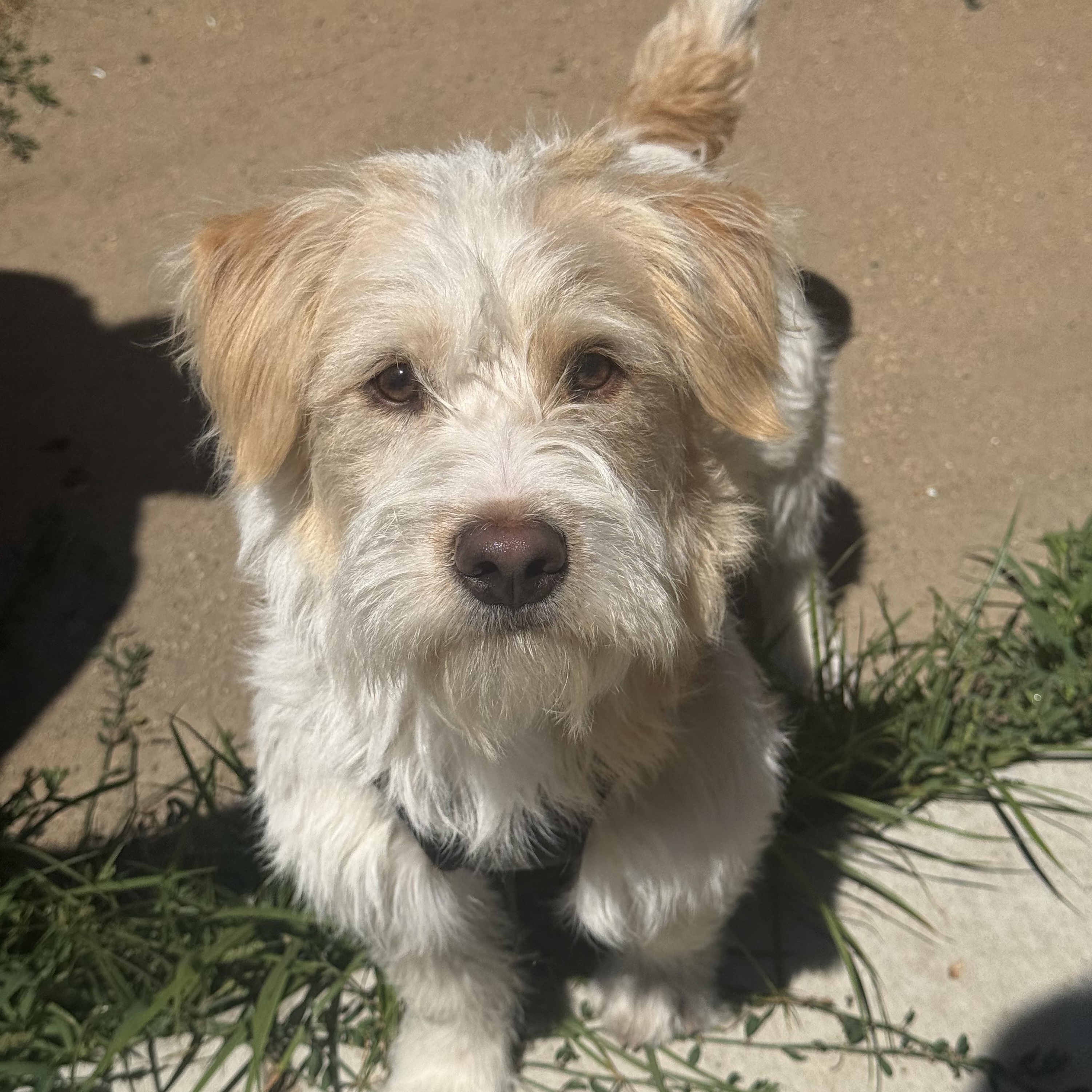Scottie, a ADOPTABLE mixed breed in modesto, CA image 2/6