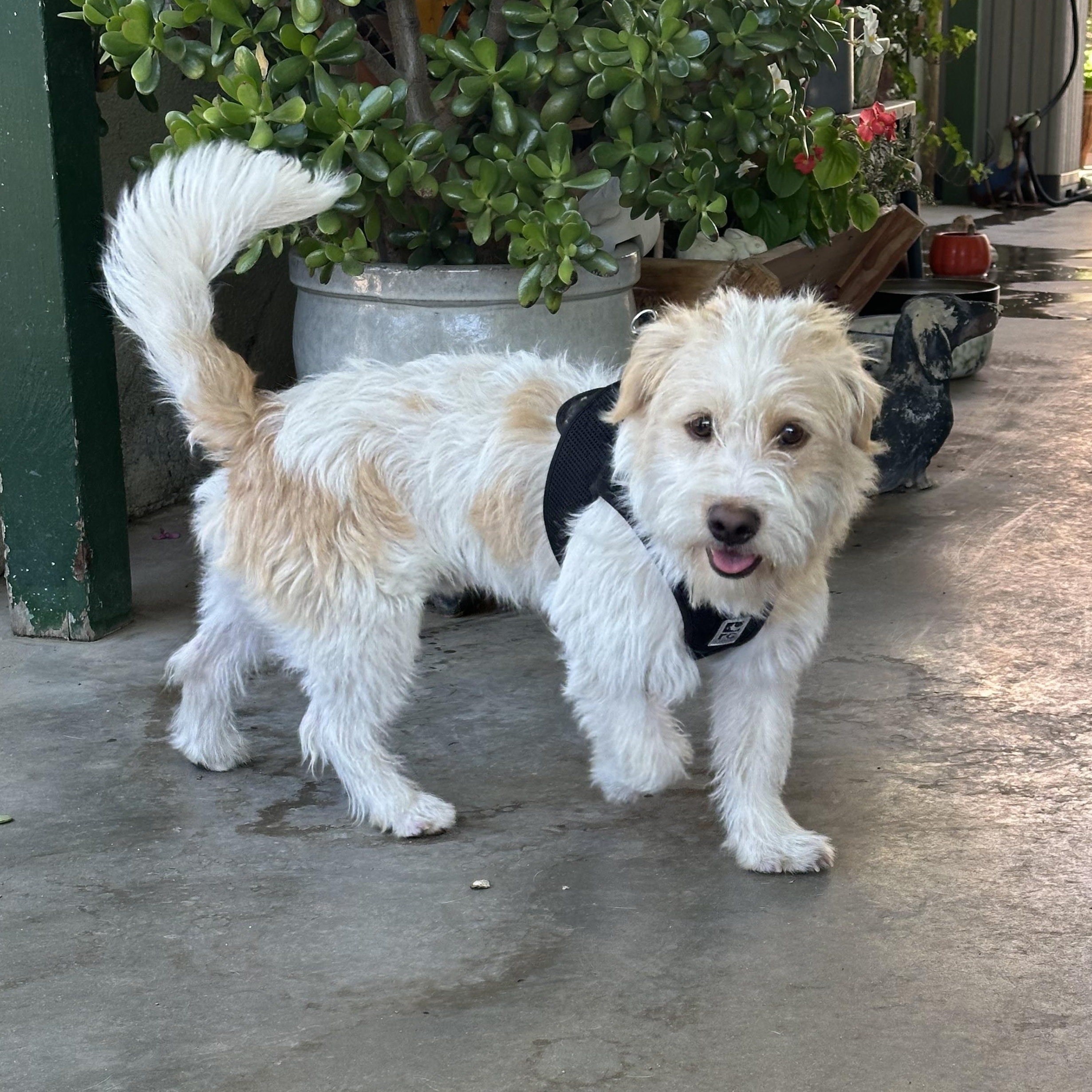 Scottie, a ADOPTABLE mixed breed in modesto, CA image 4/6