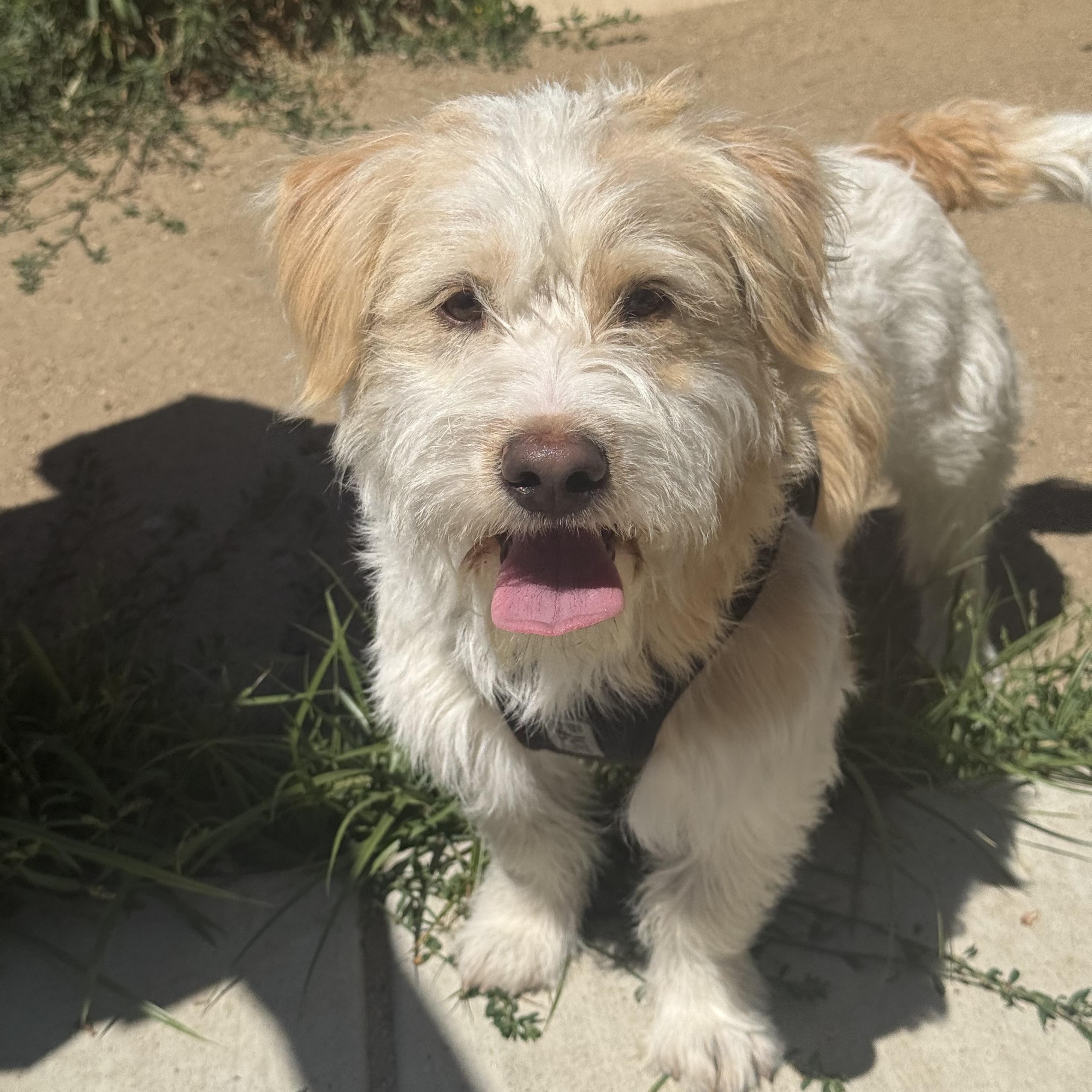 Scottie, a ADOPTABLE mixed breed in modesto, CA image 3/6
