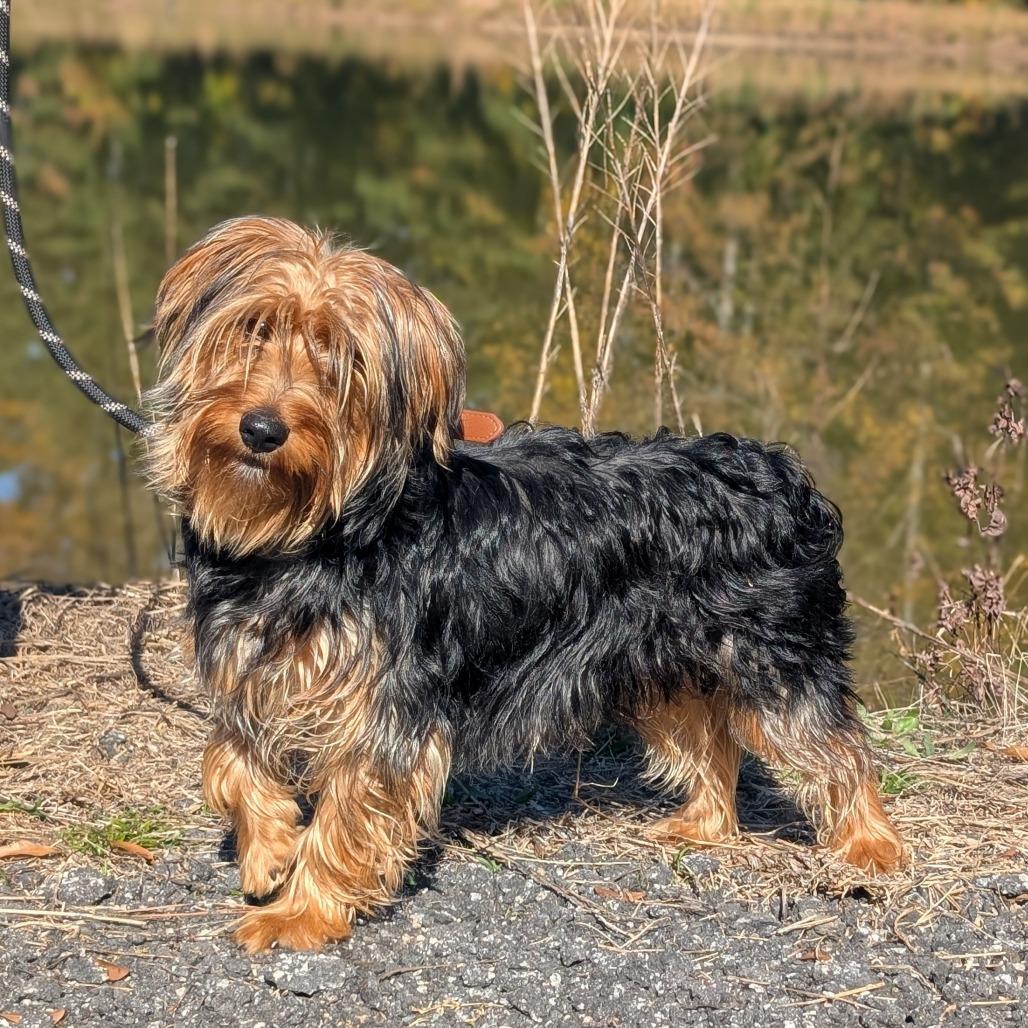 Enlarge Zoolander 11-0605, a Adoptable mixed breed in Tyrone, GA image 1/2