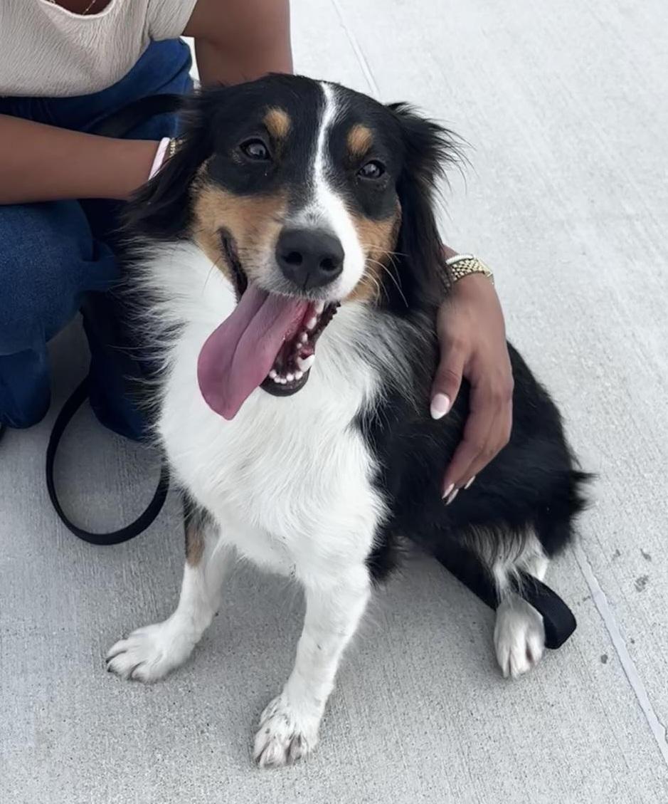 Enlarge Ari, a Adopted Australian Shepherd in Royse City, TX image 4/4