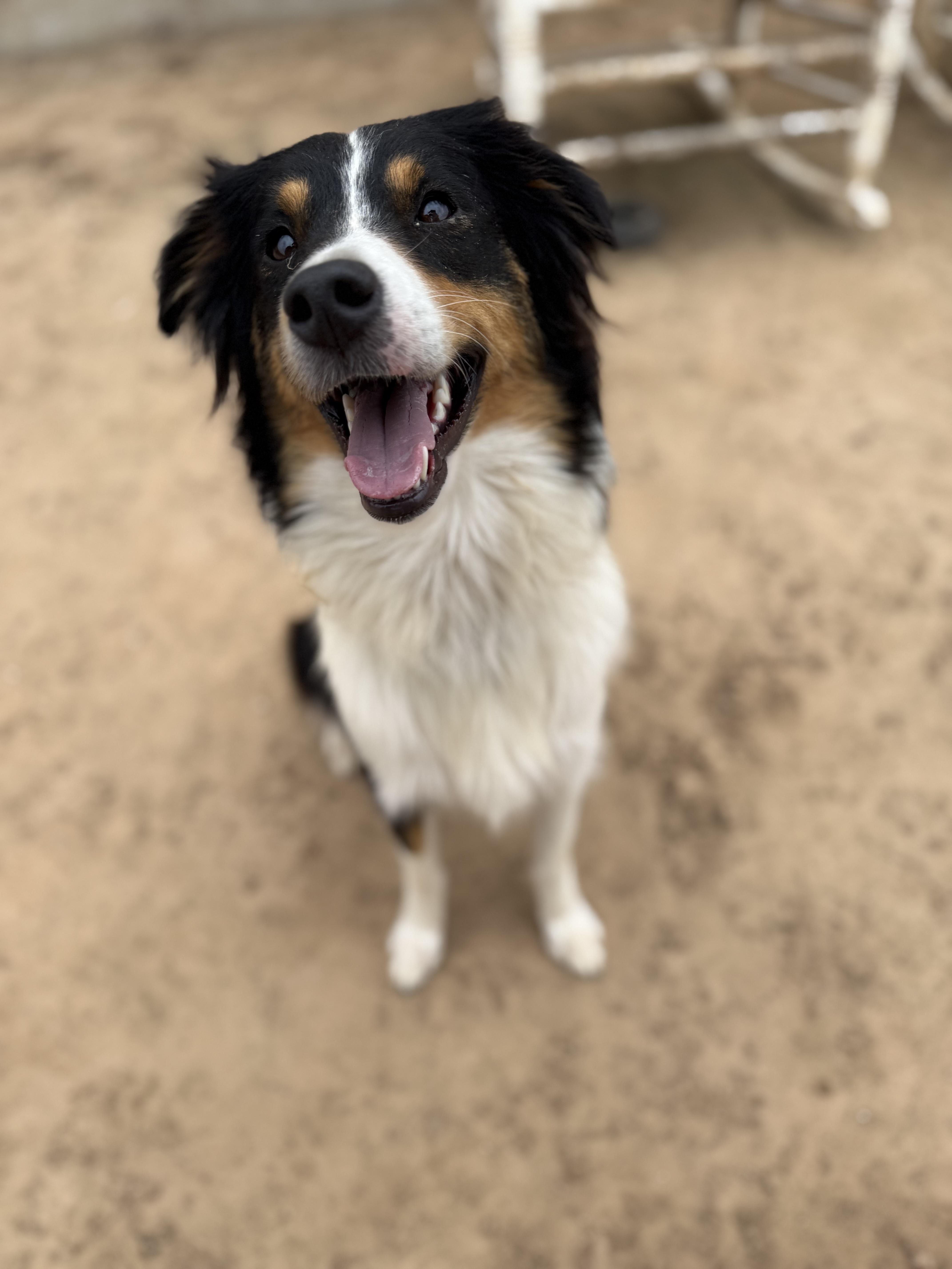 Enlarge Ari, a Adopted Australian Shepherd in Royse City, TX image 2/4