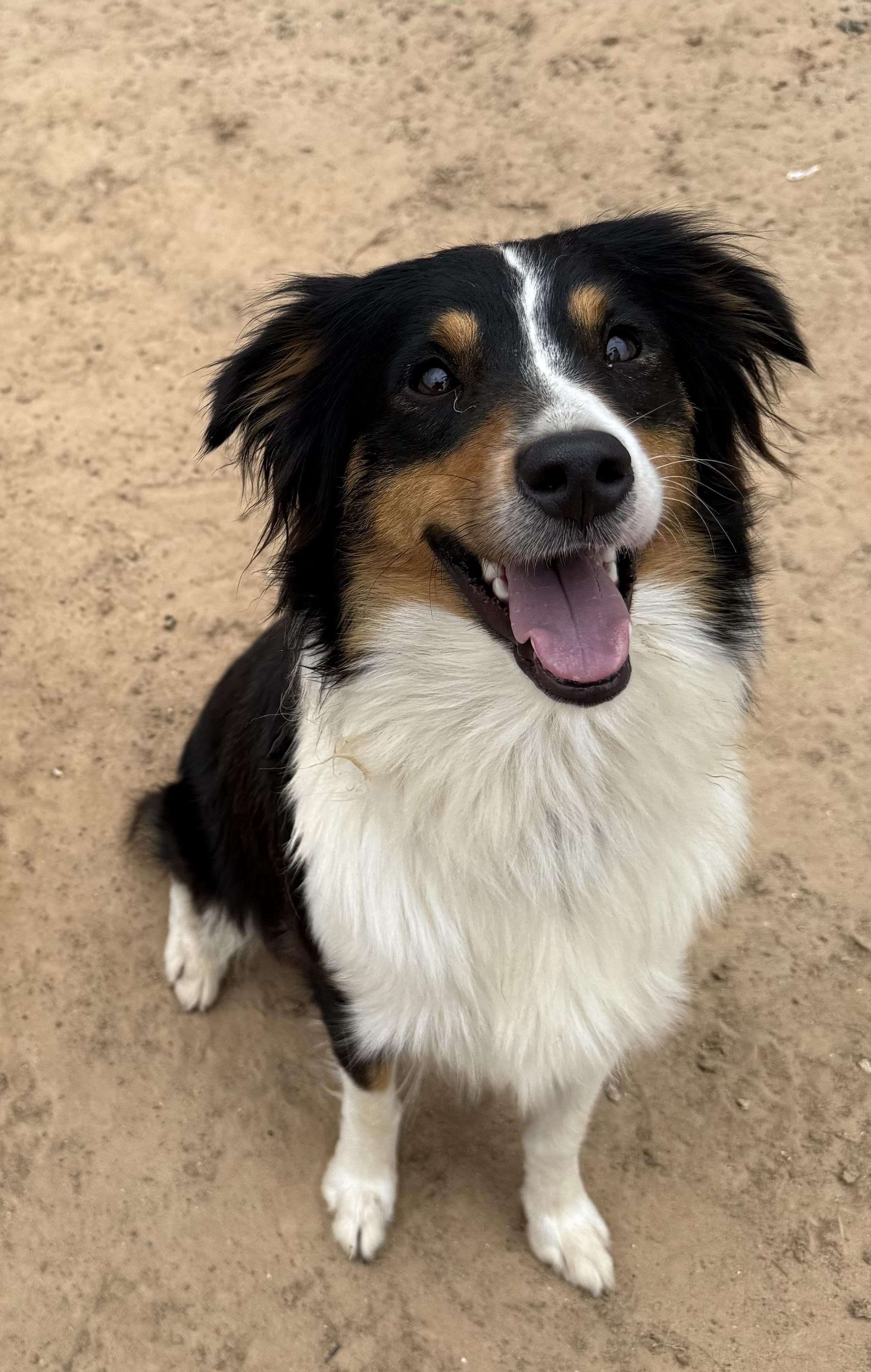 Enlarge Ari, a Adopted Australian Shepherd in Royse City, TX image 3/4