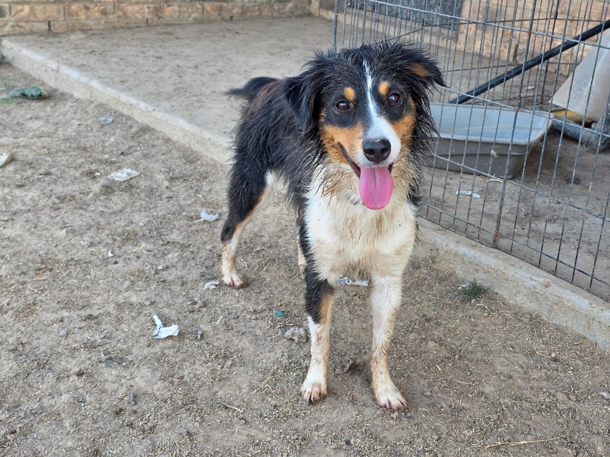 Ari, Adopted, Adult Female Australian Shepherd.