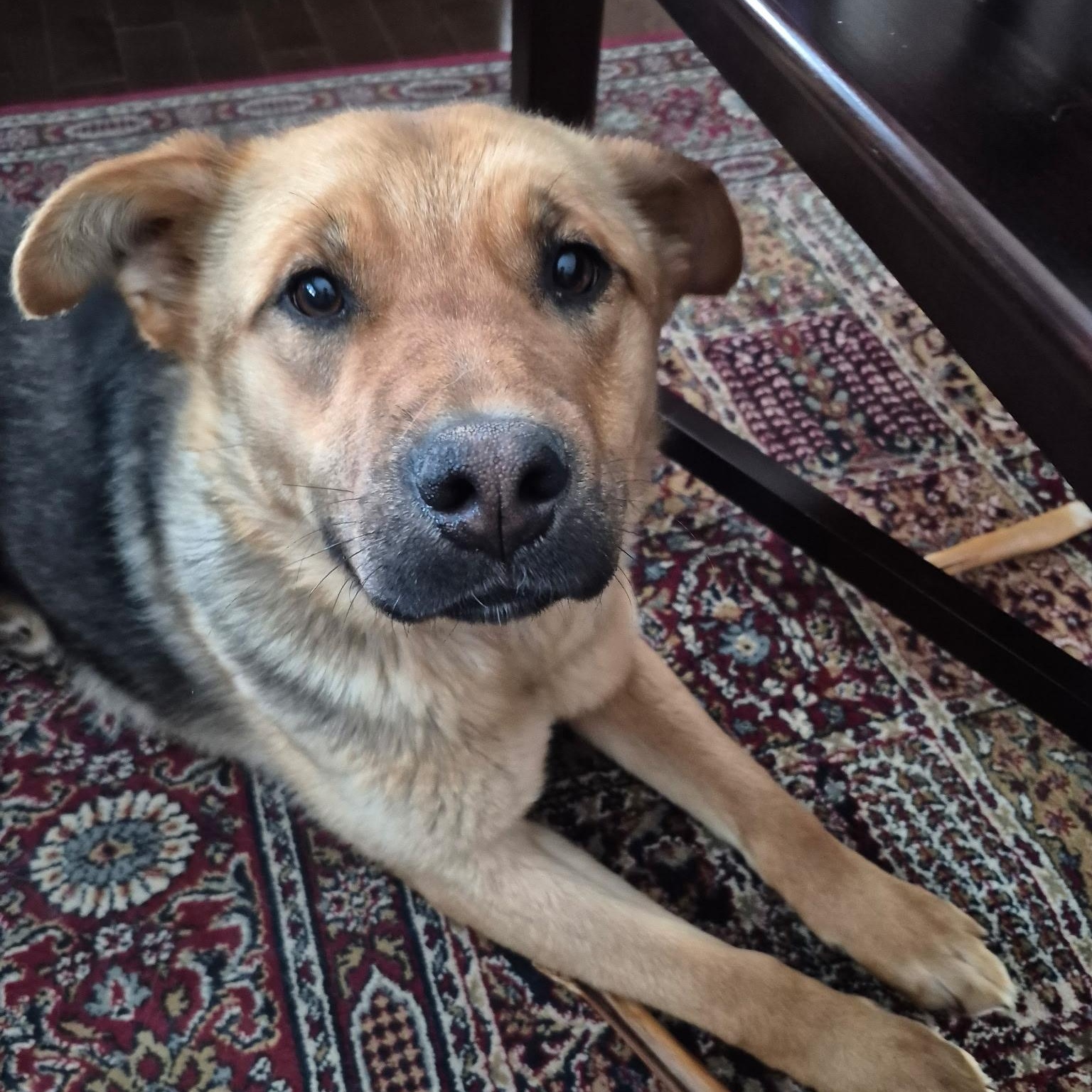 Enlarge Flopsy, a ADOPTABLE mixed breed in Edmonton, AB image 1/5