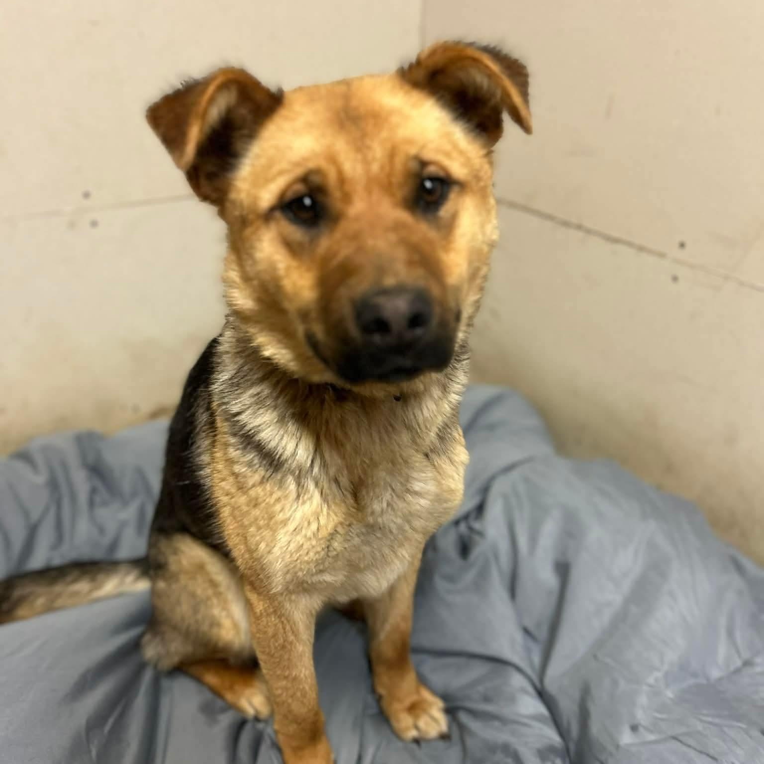 Enlarge Flopsy, a ADOPTABLE mixed breed in Edmonton, AB image 2/5