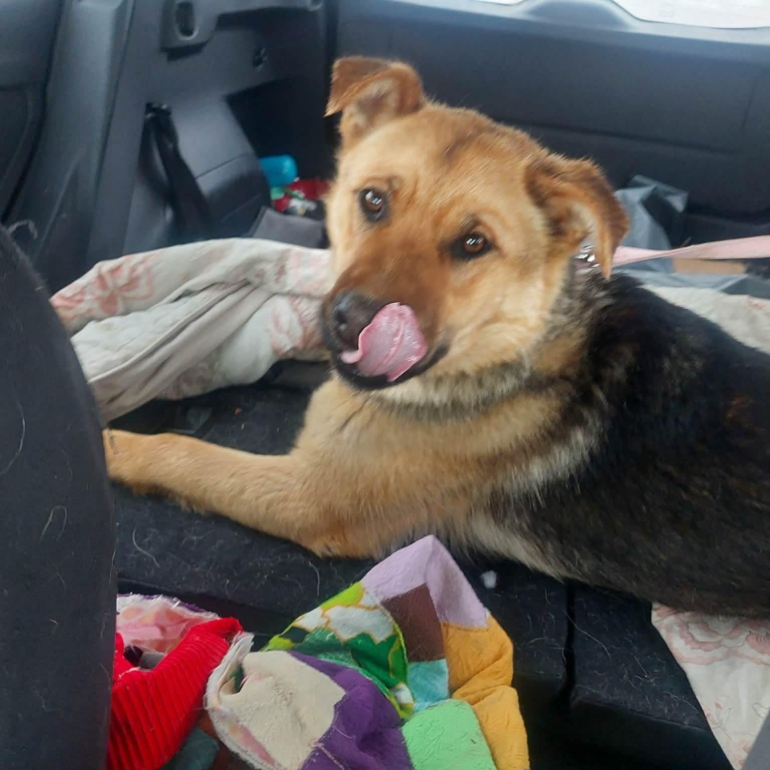 Enlarge Flopsy, a ADOPTABLE mixed breed in Edmonton, AB image 4/5