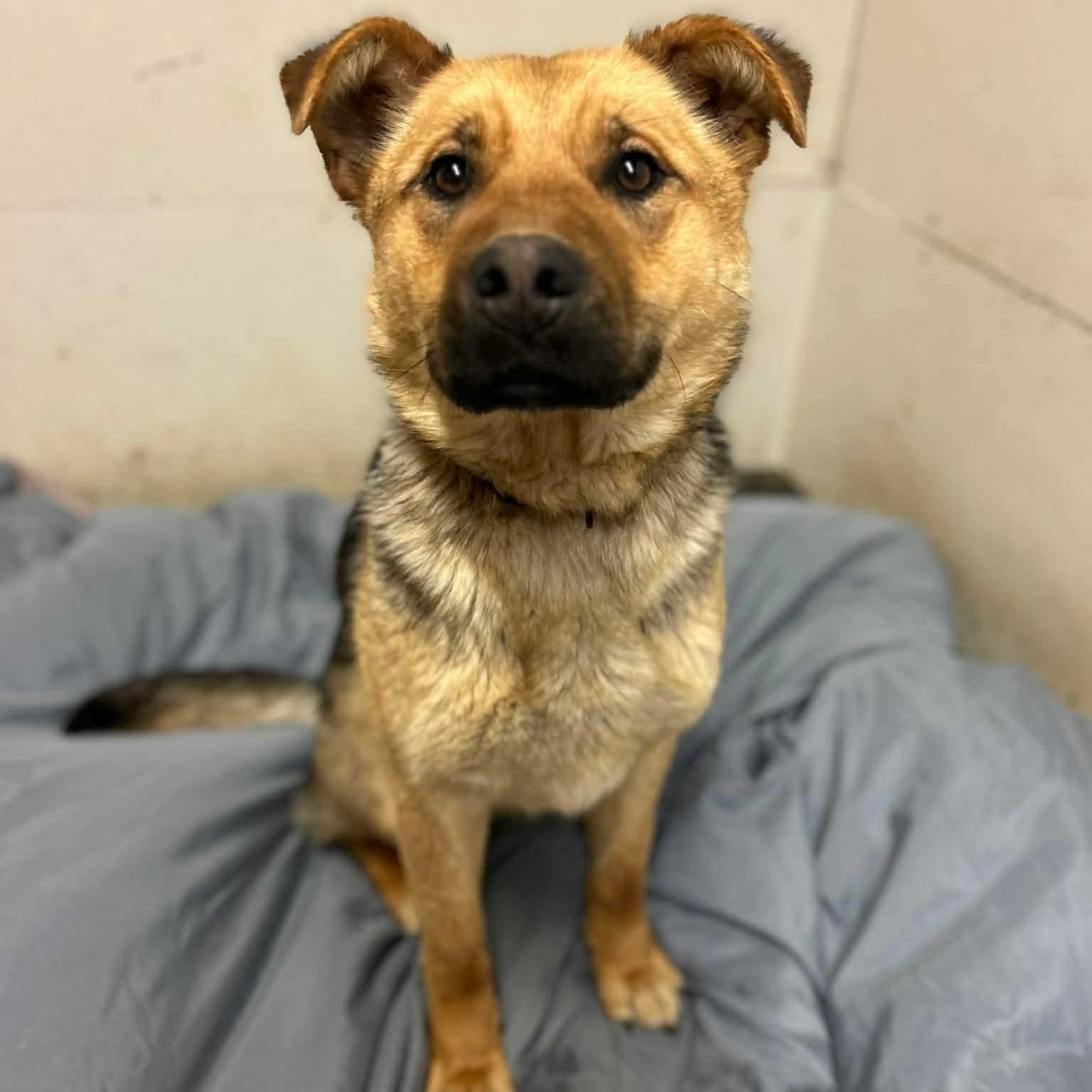 Enlarge Flopsy, a ADOPTABLE mixed breed in Edmonton, AB image 5/5