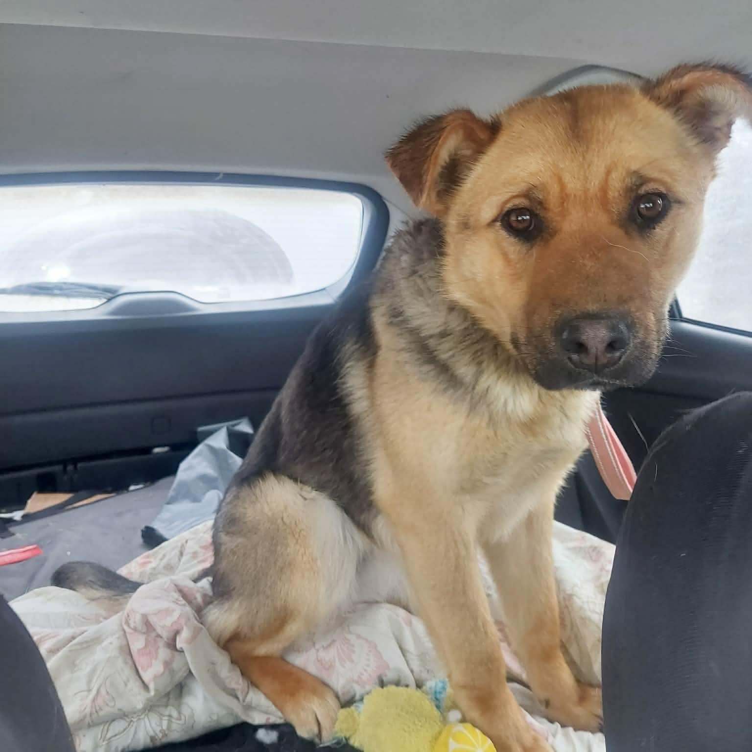 Enlarge Flopsy, a ADOPTABLE mixed breed in Edmonton, AB image 3/5