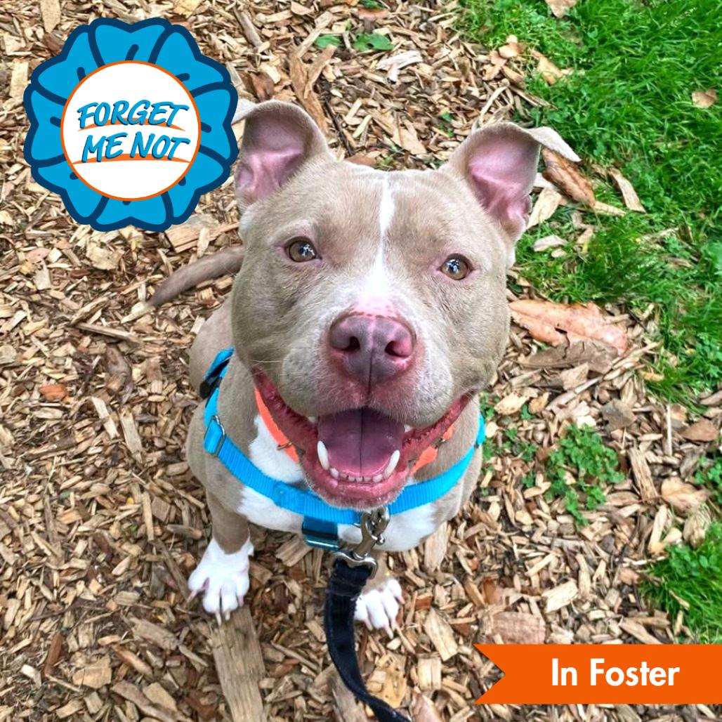 Penny, a Adoptable Pit Bull Terrier in Baltimore, MD image 1/6