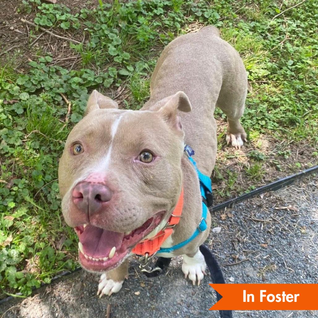 Penny, a Adoptable Pit Bull Terrier in Baltimore, MD image 2/6