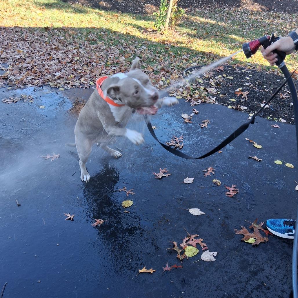 Penny, Adoptable, Adult Female Pit Bull Terrier.