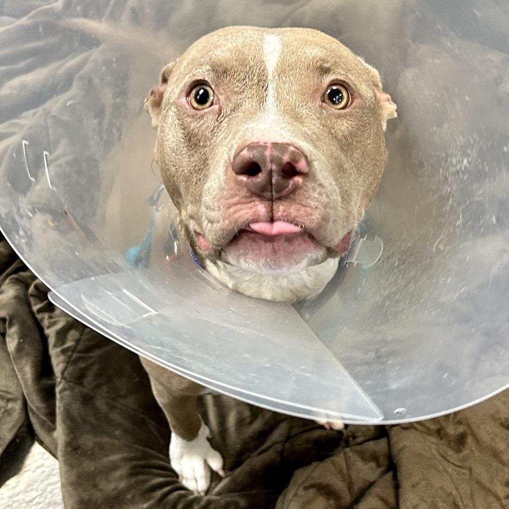 Penny, a Adoptable Pit Bull Terrier in Baltimore, MD image 3/6