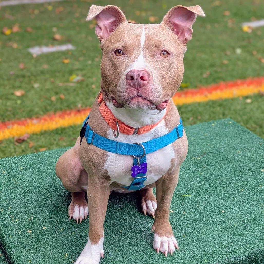Penny, a Adoptable Pit Bull Terrier in Baltimore, MD image 4/6