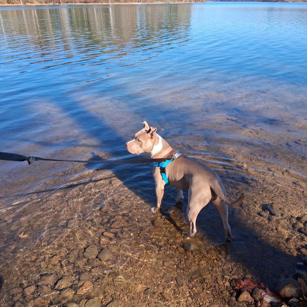 Penny, a Adoptable Pit Bull Terrier in Baltimore, MD image 6/6