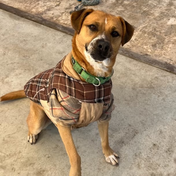 Enlarge Jorge Rogelio Vicente Cortez III, a Adoptable mixed breed in San Diego, CA image 6/6