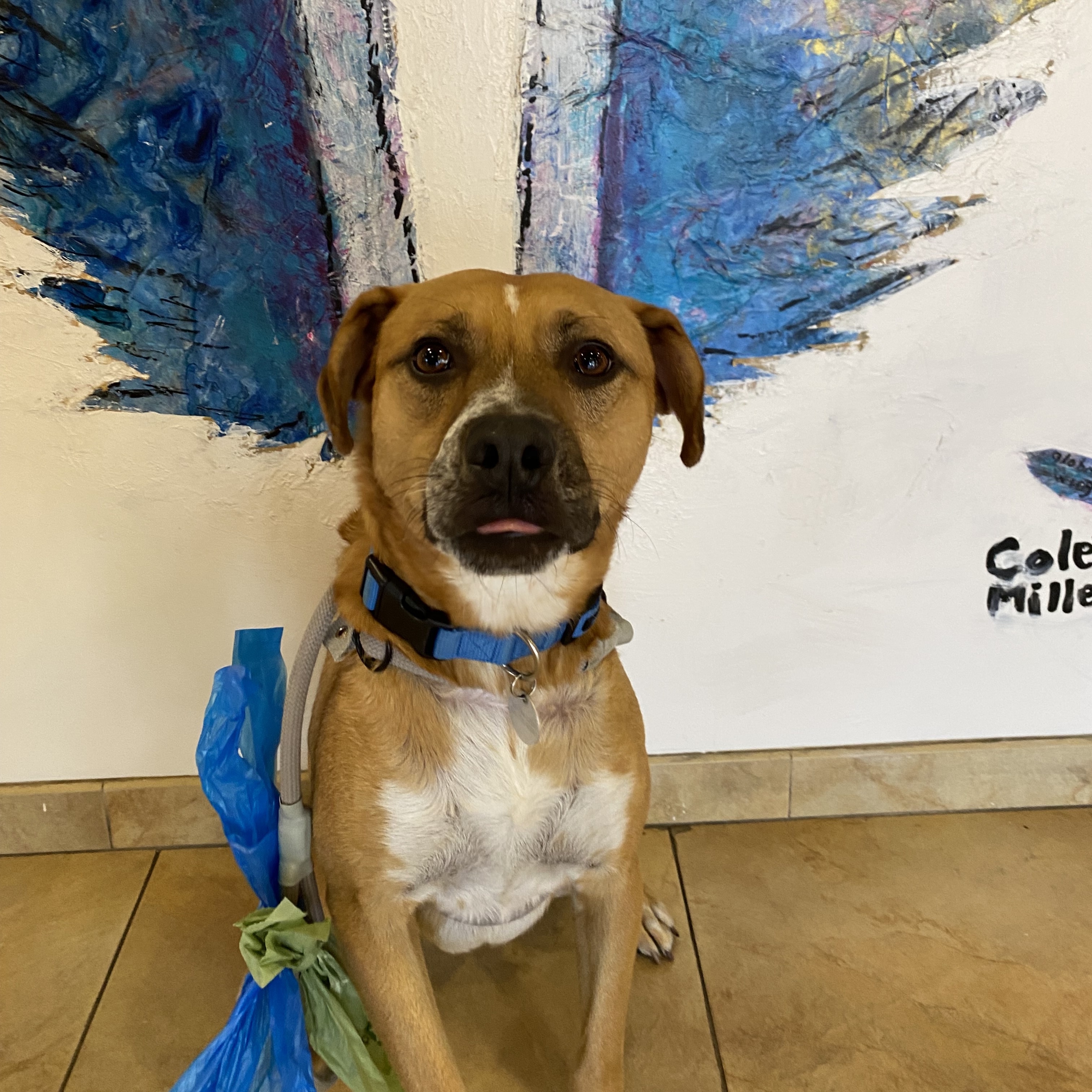 Enlarge Jorge Rogelio Vicente Cortez III, a Adoptable mixed breed in San Diego, CA image 4/6