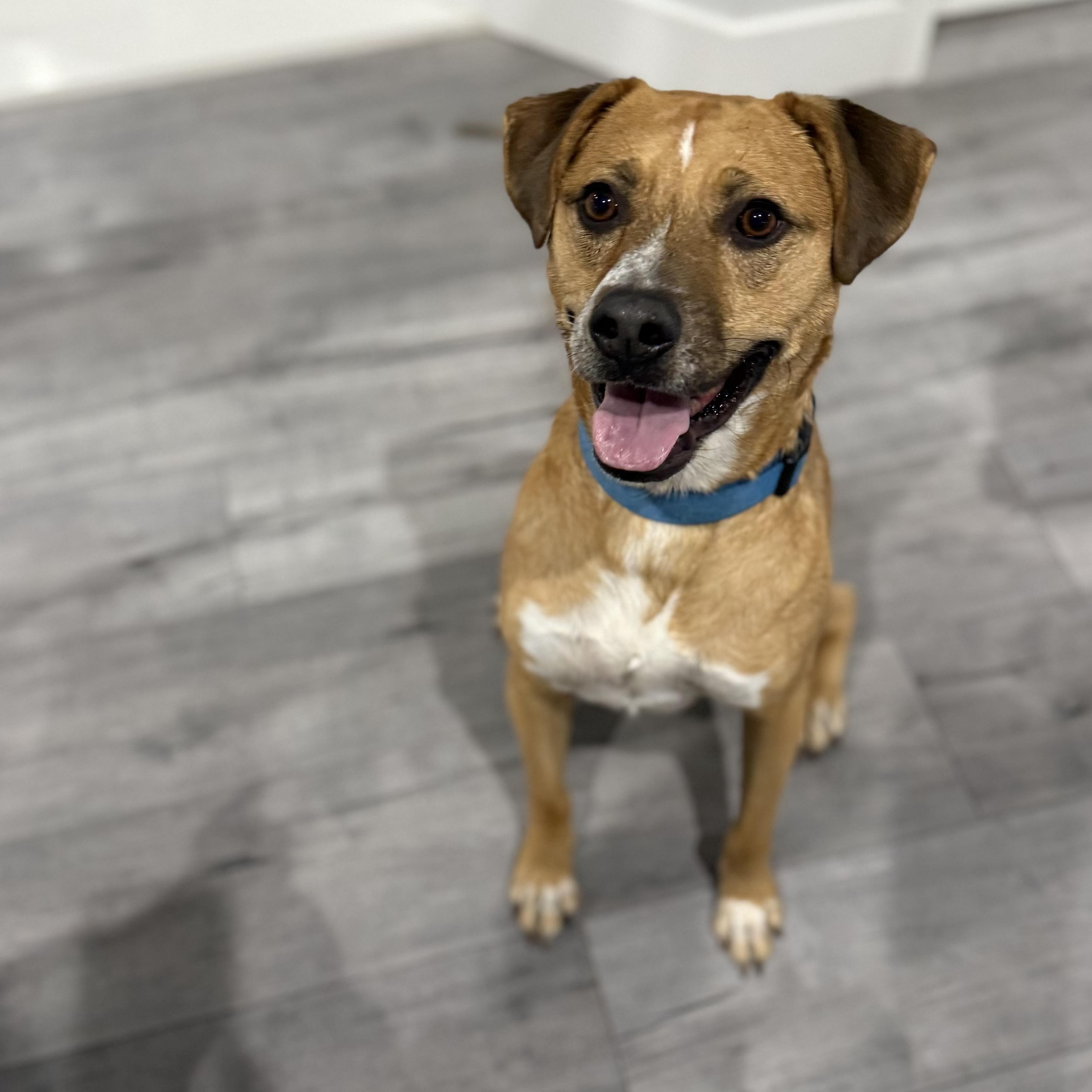 Enlarge Jorge Rogelio Vicente Cortez III, a Adoptable mixed breed in San Diego, CA image 5/6