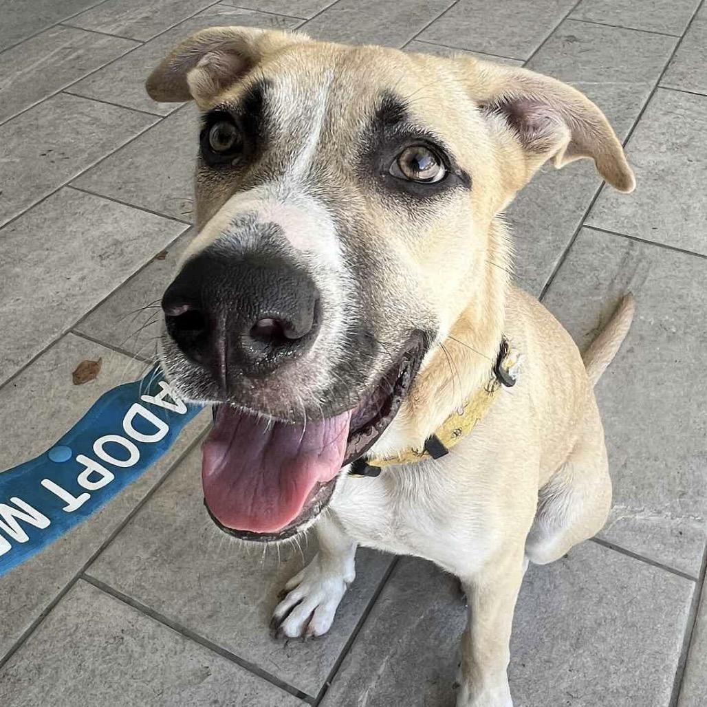 Enlarge Silver Mist, a Adoptable mixed breed in New Orleans, LA image 2/6