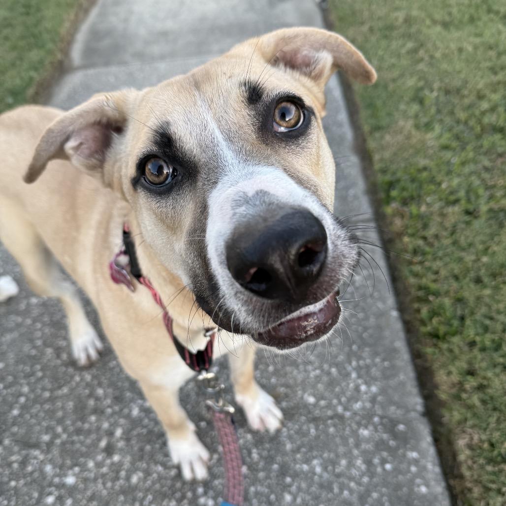 Enlarge Silver Mist, a Adoptable mixed breed in New Orleans, LA image 3/6
